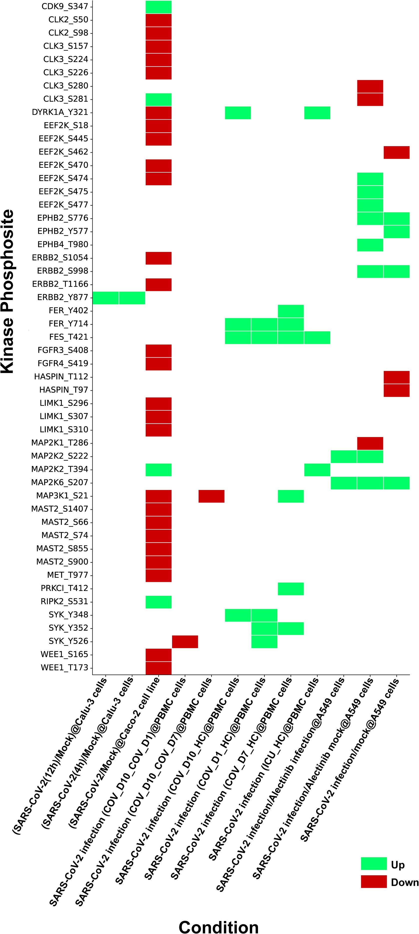 Grid chart displaying kinase phosphorylation changes across various conditions related to SARS-CoV-2 infection. Each row represents a specific kinase phosphosite, and columns represent different cell conditions. Red indicates down-regulation, and green indicates up-regulation of phosphorylation.