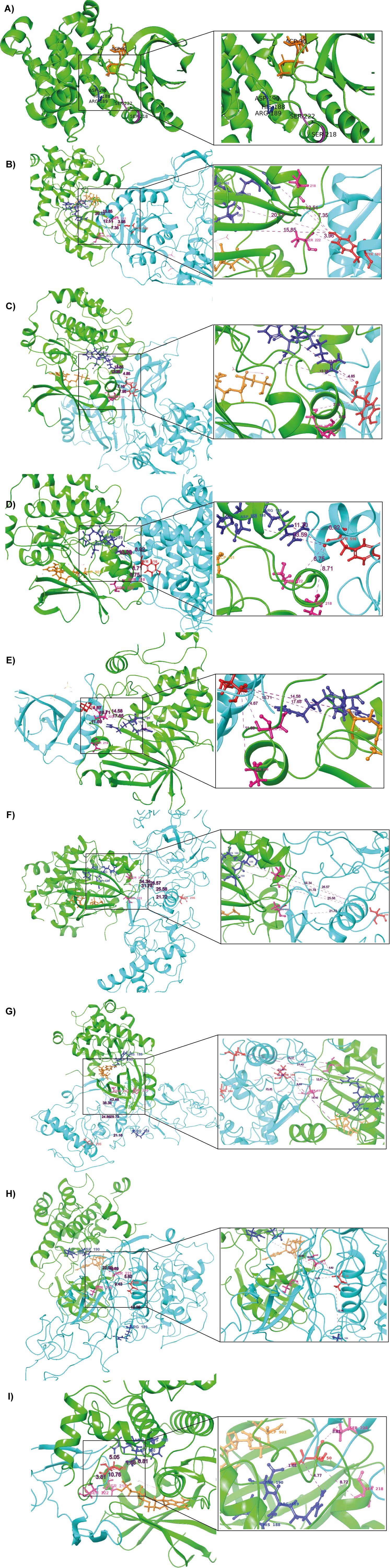 Molecular structures depicted in diagrams labeled A to I. Each diagram shows detailed views of protein complexes, with green and blue ribbons representing different proteins. Insets provide zoomed-in views of specific interactions, highlighting colored molecular bonds and amino acid residues. Distances and residues are marked with numbers and labels. Each panel illustrates different protein-protein interaction sites, emphasizing complex biochemical relationships within the structures.