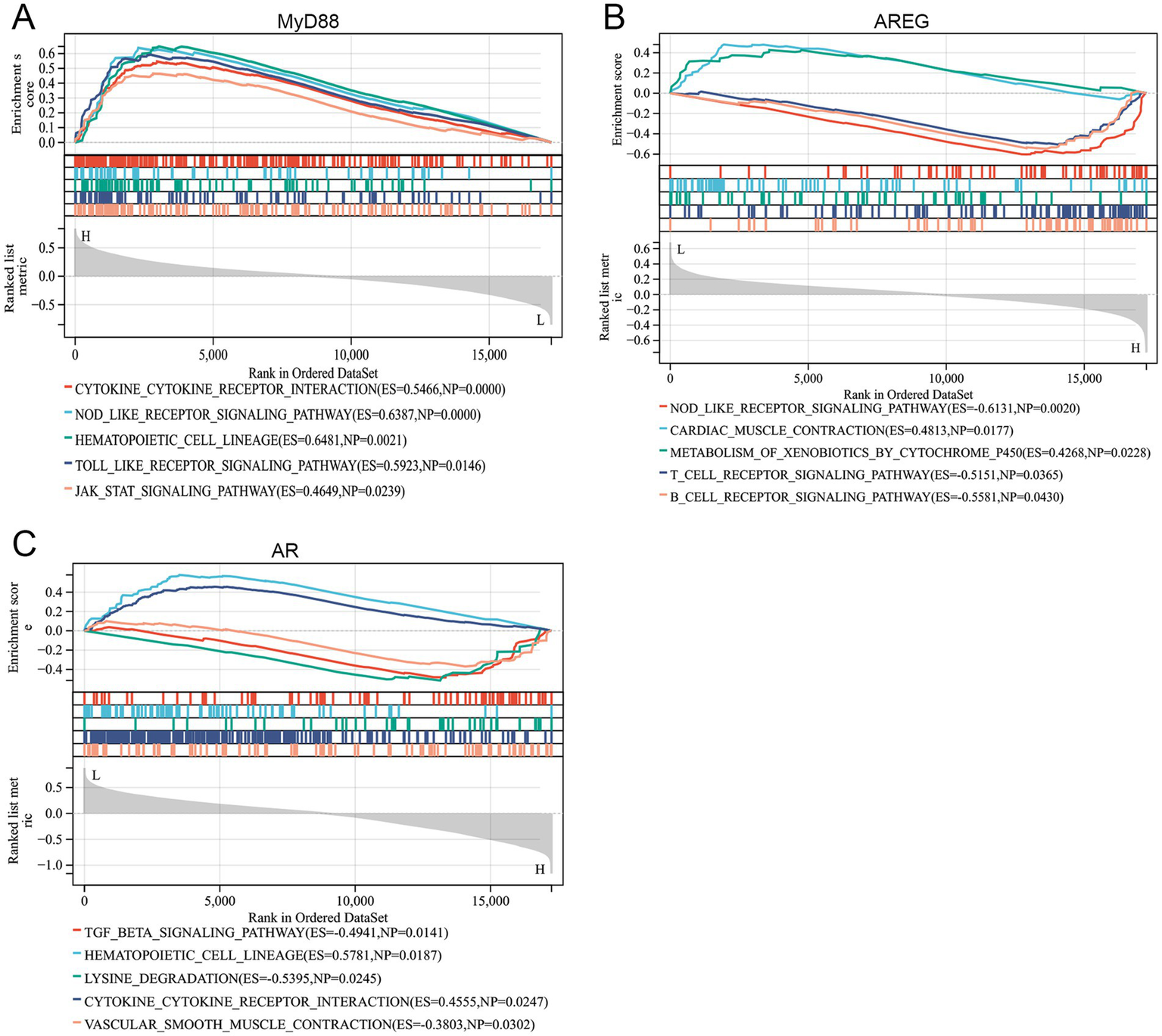 Three graphs labeled A, B, and C show enrichment scores for different signaling pathways. Each panel includes ranked list metrics and enrichment scores plotted against ranks in ordered datasets. - Panel A (MyD88): Shows pathways like Cytokine Cytokine Receptor Interaction and Jak Stat Signaling.- Panel B (AREG): Highlights pathways including Nod Like Receptor Signaling and Cardiac Muscle Contractions.- Panel C (AR): Displays pathways such as TGF Beta Signaling and Hematopoietic Cell Lineage.Each graph provides scores and significant pathways related to biological signaling.