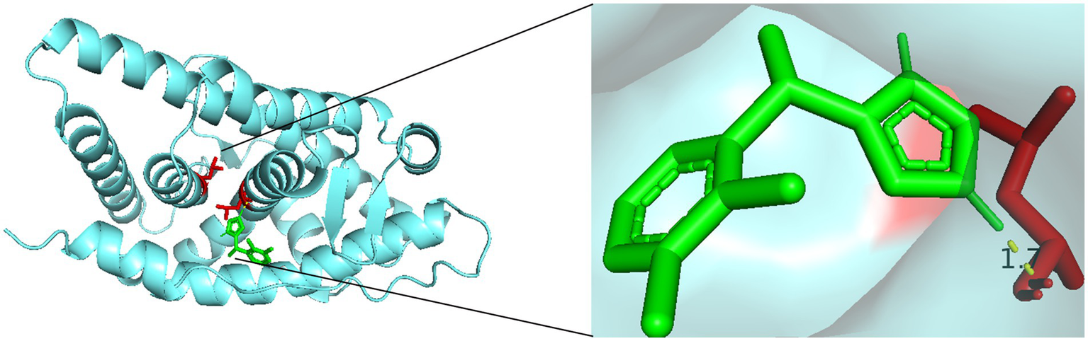 Molecular structure illustration showing a protein with a helical design in light blue. A section is magnified, displaying green and red chemical structures interacting, highlighting a specific bonding or interaction site.