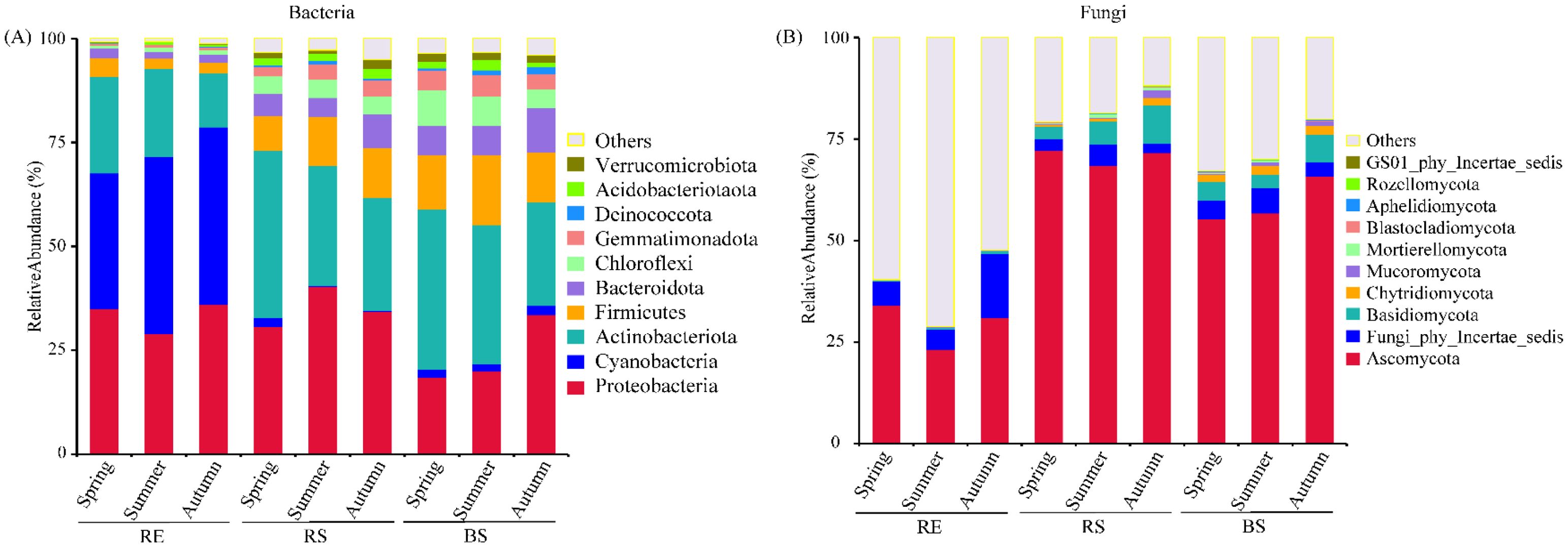 Bar charts showing the relative abundance of bacteria (A) and fungi (B) across spring, summer, and autumn for three sites: RE, RS, and BS. Bacteria include Proteobacteria, Cyanobacteria, Actinobacteriota, and others. Fungi include Ascomycota, Basidiomycota, and others. Each group is represented in different colors to indicate changes in microbial composition across seasons and sites.