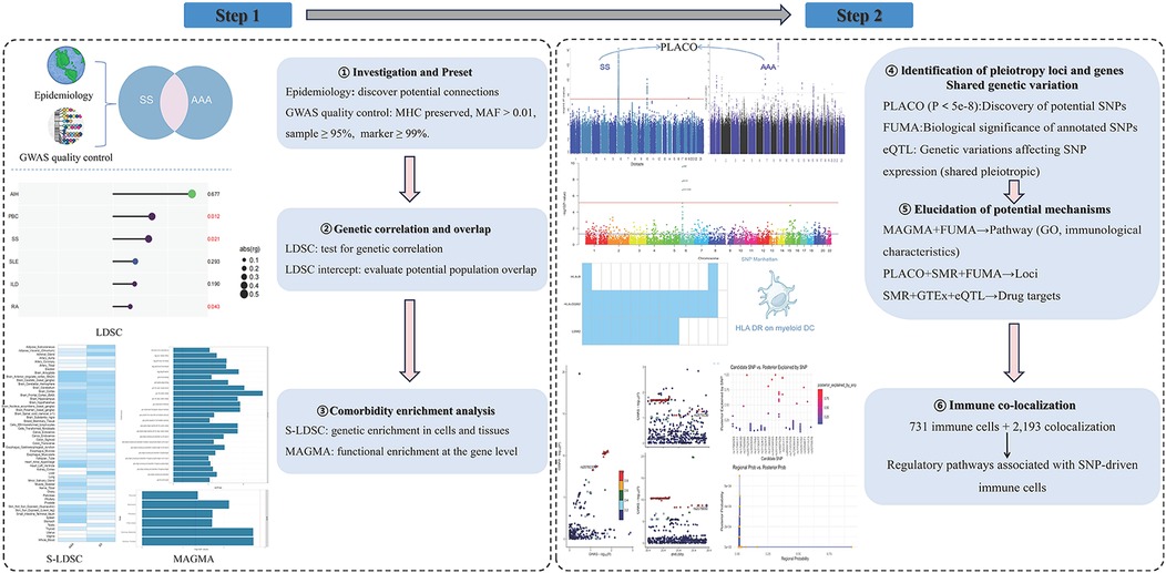Infographic outlining a two-step workflow for genetic analysis. Step 1 includes investigation and preset (epidemiology and GWAS quality control), genetic correlation and overlap (LDSC testing), and comorbidity enrichment analysis (S-LDSC and MAGMA for enrichment in tissues and genes). Step 2 focuses on identification of pleiotropy loci and shared genetic variation (using PLACO, FUMA, eQTL), elucidation of potential mechanisms (MAGMA, FUMA, SMR, GTEx), and immune co-localization (731 immune cells, 2,193 colocalizations) to link SNP-driven pathways with immune regulation. Supporting diagrams include Manhattan plots, enrichment bar charts, and heatmaps.