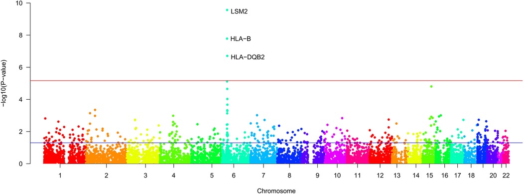 Manhattan plot from a genome-wide association study (GWAS). The x-axis shows chromosomes 1 to 22, and the y-axis shows –log10(p-value). Each dot represents a SNP, with two significance thresholds marked: a blue line for suggestive significance and a red line for genome-wide significance. Three loci surpass the red threshold: LSM2, HLA-B, and HLA-DQB2, highlighted as significant associations.