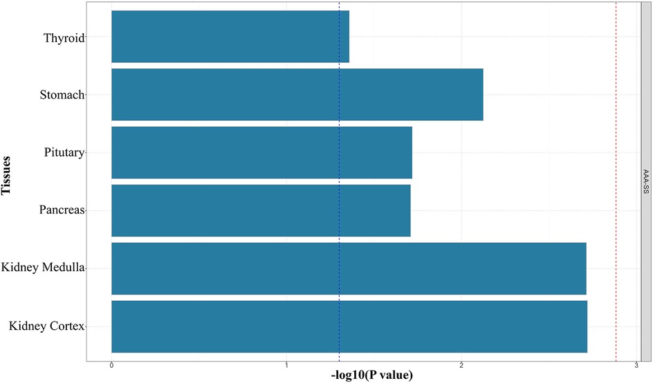 Bar chart showing tissue enrichment analysis for AAA-SS. The y-axis lists tissues (thyroid, stomach, pituitary, pancreas, kidney medulla, kidney cortex), and the x-axis shows –log10(p-value). Kidney cortex and kidney medulla display the strongest enrichment, approaching the significance threshold (red dashed line). Stomach also shows notable enrichment, while thyroid, pituitary, and pancreas have moderate associations. A blue dashed line indicates a suggestive significance threshold.