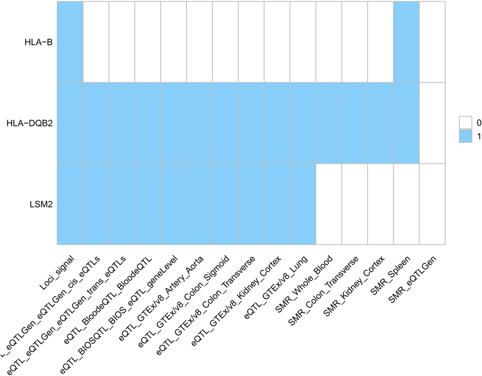 Heatmap summarizing SNP-gene associations across datasets. Rows list genes (HLA-B, HLA-DQB2, LSM2), and columns list categories such as locus signal, eQTL datasets (eQTLGen, BIOSQTL, GTEx tissues), and SMR analyses (kidney, colon, spleen, whole blood). Blue cells (value = 1) indicate significant associations, while white cells (value = 0) indicate no signal. HLA-DQB2 shows broad associations across many datasets, LSM2 links to kidney cortex and limited others, while HLA-B shows more restricted signals.