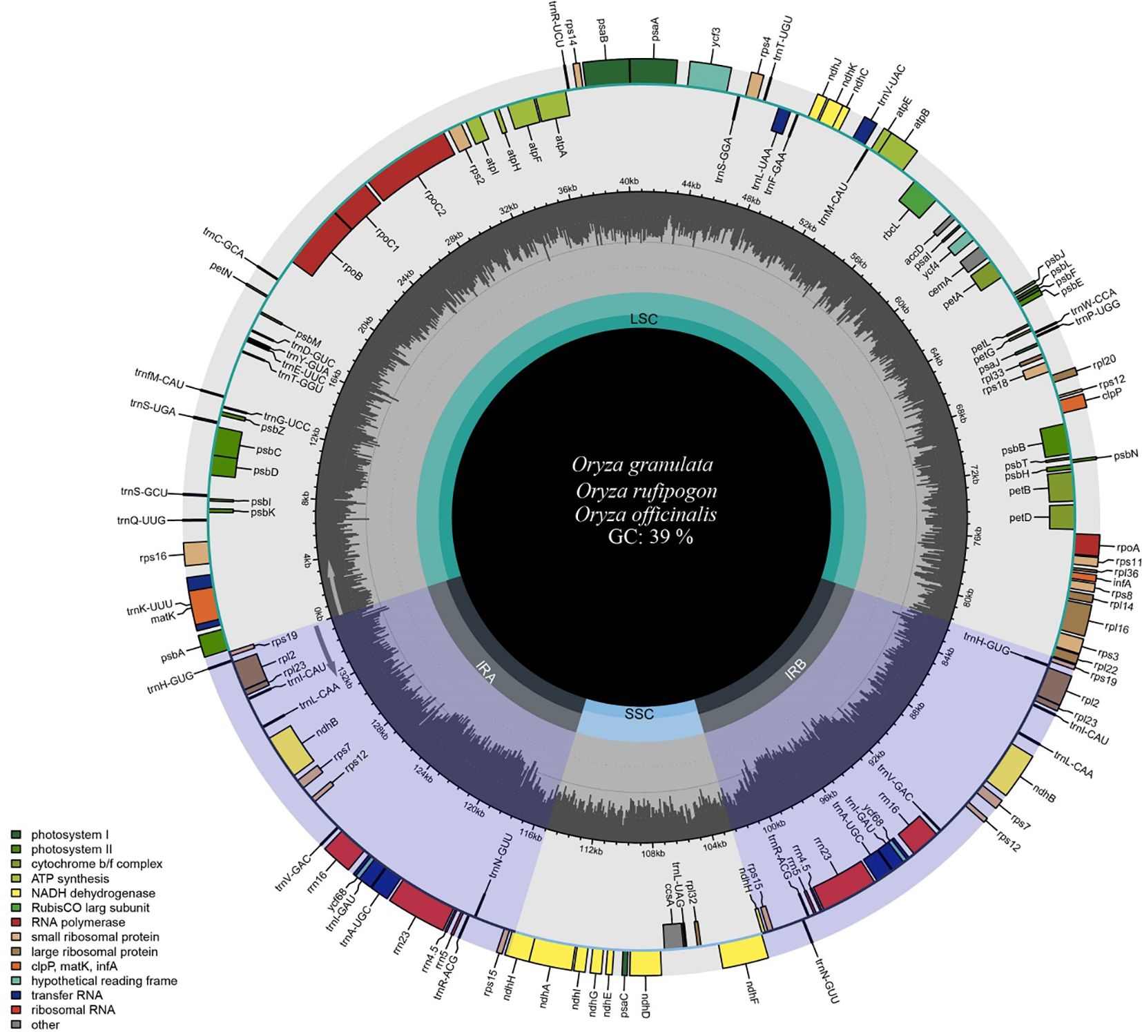 Circular diagram of the chloroplast genome for Oryza species, showing gene locations and structures. Regions labeled LSC, SSC, IRA, and IRB are indicated, highlighting gene groups like photosystem, cytochrome, and ribosomal proteins. The diagram's center notes a GC content of thirty-nine percent, surrounded by color-coded keys for gene functions.