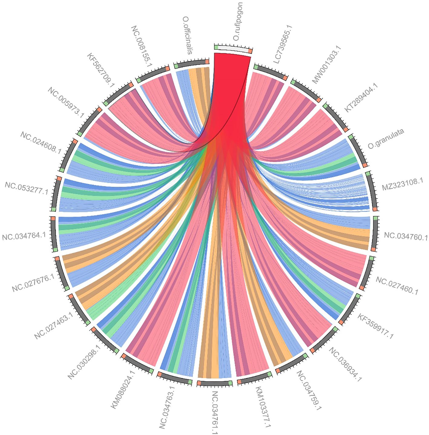 Circular diagram displaying genetic relationships among various species, represented by interconnected colored bands. Labels such as “O. rufipogon” and “NC codes” encircle the diagram, indicating different species or genetic sequences.