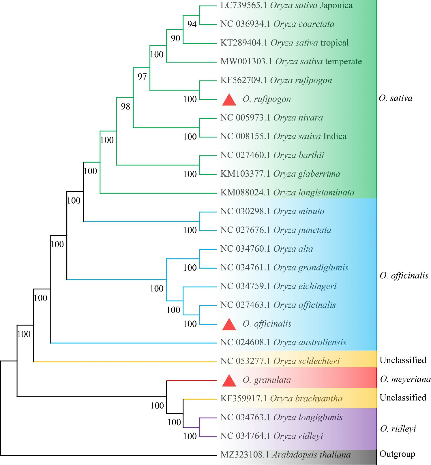Phylogenetic tree depicting relationships among various Oryza species, including Oryza sativa and Oryza officinalis. The tree includes bootstrap values, with some branches labeled in different colors: green for O. sativa, blue for O. officinalis, orange and yellow for unclassified, and purple for O. ridleyi. A red triangle highlights certain clades, such as O. rufipogon and O. granulata. Arabidopsis thaliana is used as an outgroup.