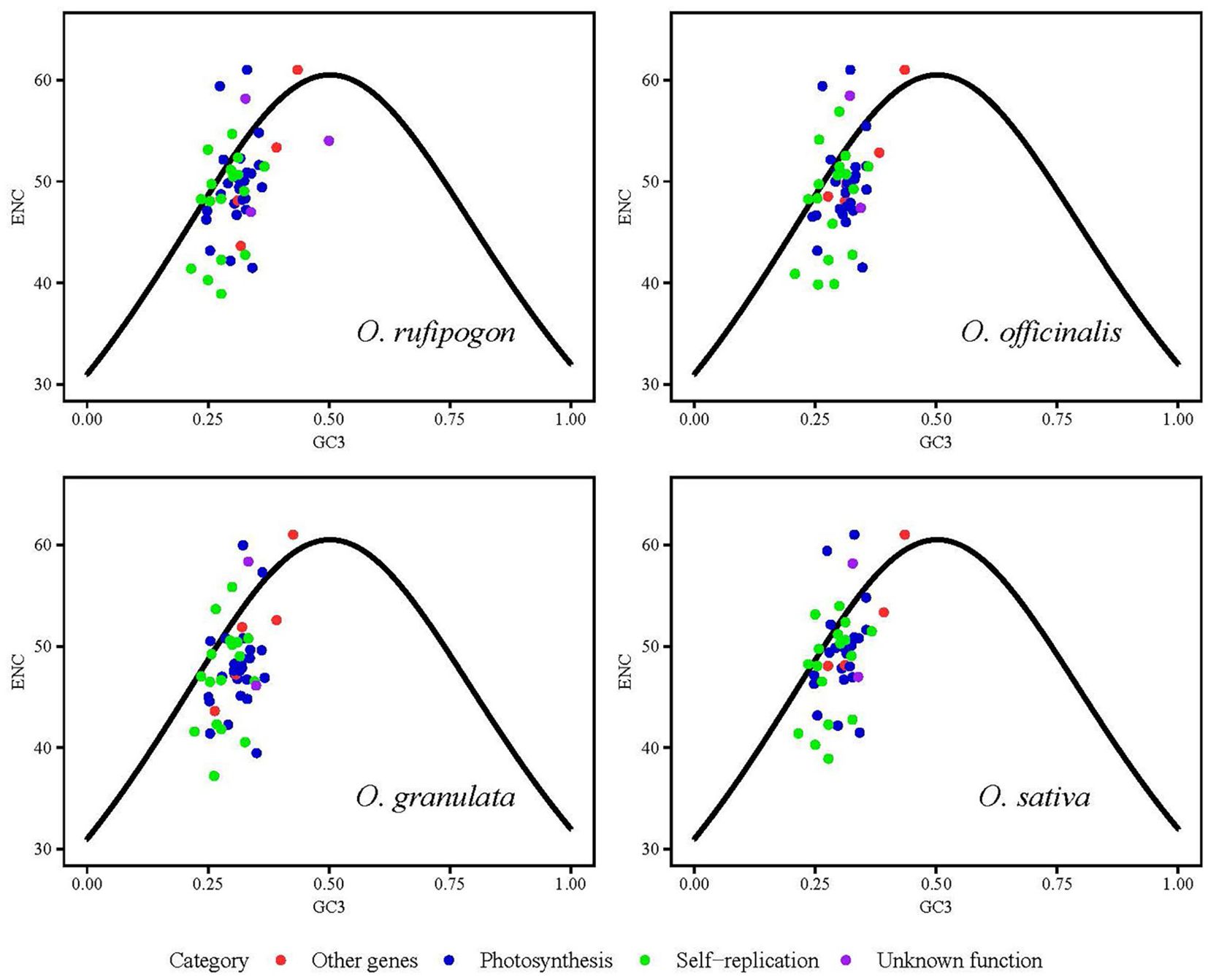 Four scatter plots compare ENC (Effective Number of Codons) against GC3 (Guanine-Cytosine Content at Silent Sites) for species O. rufipogon, O. officinalis, O. granulata, and O. sativa. Data points are color-coded to represent categories: photosynthesis (blue), other genes (red), self-replication (green), and unknown function (purple). Each plot shows a similar curved trend, with data points clustering around GC3 values between 0.25 and 0.5.