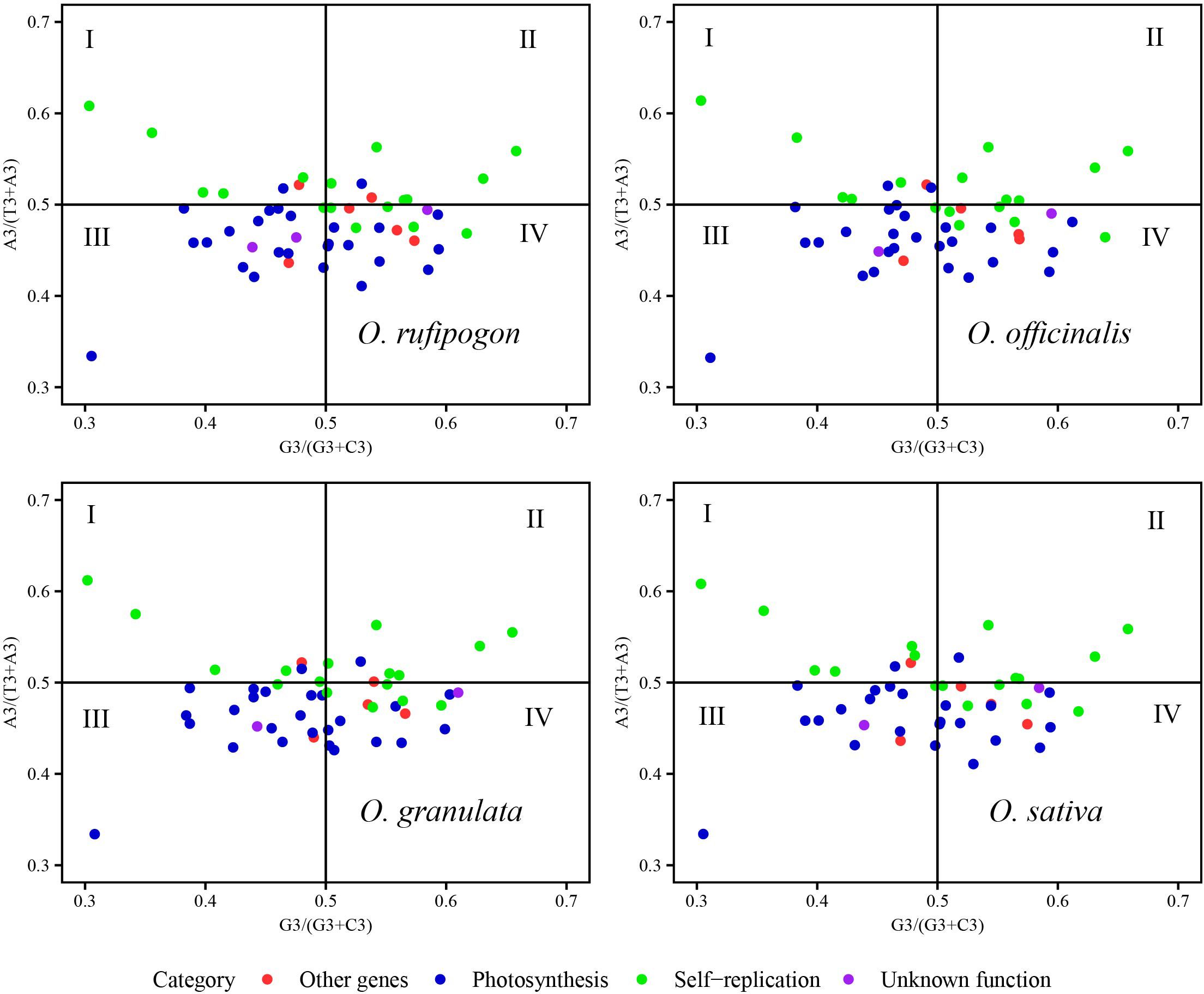 Four scatter plots compare O. rufipogon, O. officinalis, O. granulata, and O. sativa. Each plot is divided into four quadrants labeled I to IV, with axes labeled A3/(T3+A3) and G3/(G3+C3). Data points in different colors represent categories: green (self-replication), blue (photosynthesis), red (other genes), and purple (unknown function).