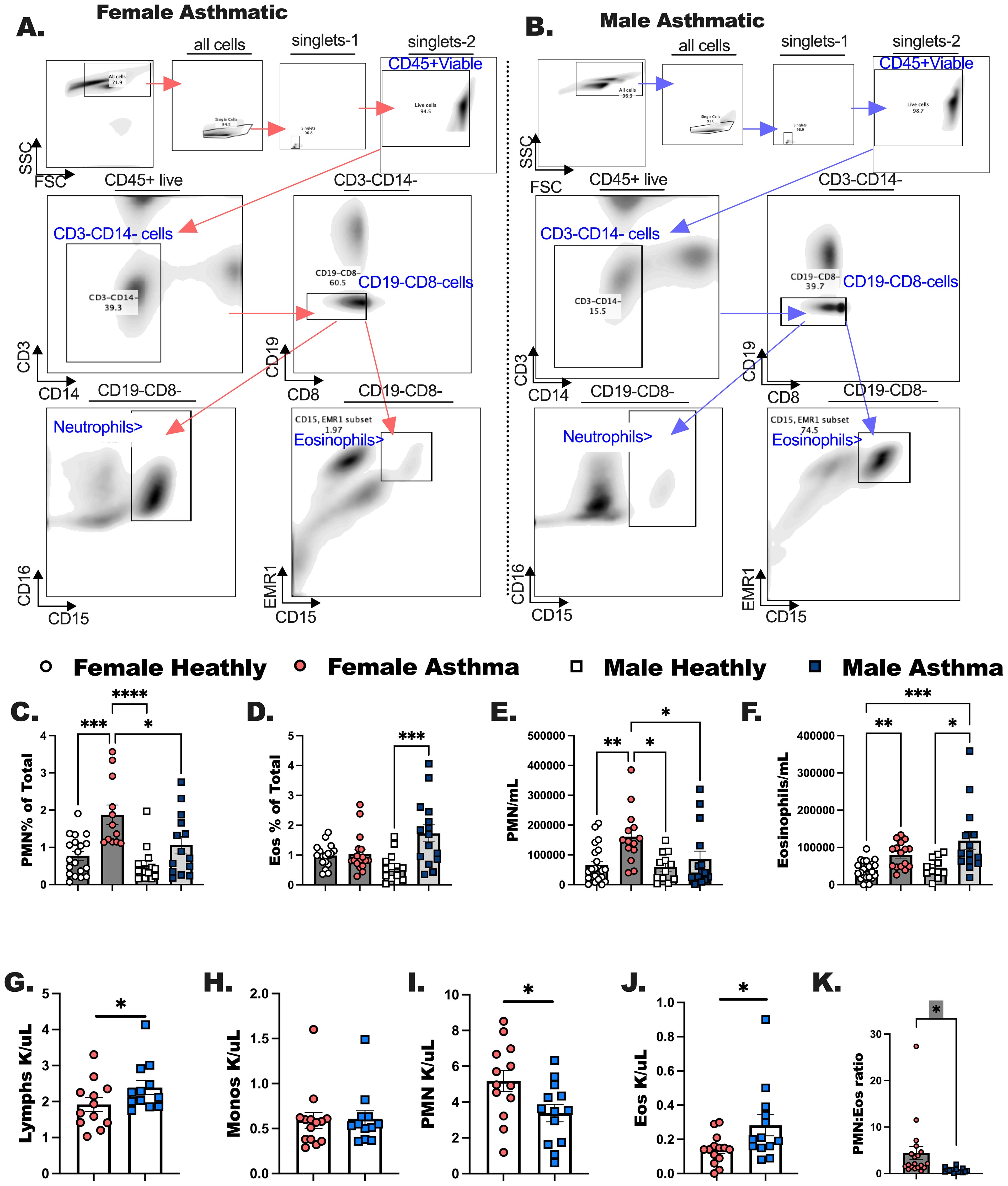 Flow cytometry plots and bar graphs compare immune cell populations in female and male subjects with asthma and healthy controls. Panels A and B show flow cytometry gating for CD3-CD14, CD19-CD8, neutrophils, and eosinophils in female and male asthmatics. Panels C to K feature bar graphs showing various cell percentages and counts, highlighting statistically significant differences across groups, indicated by asterisks.