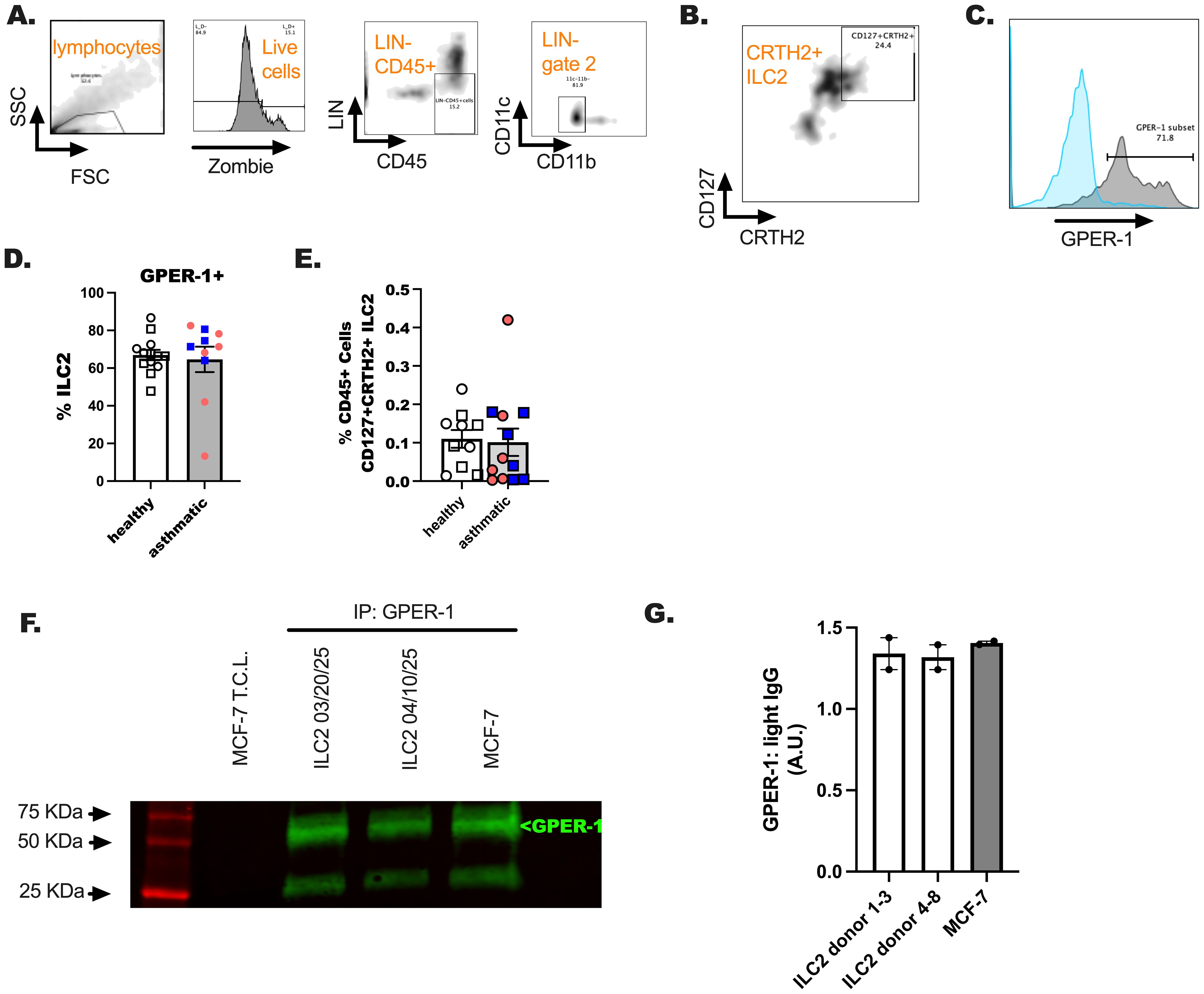 Flow cytometry and immunoblot analysis of cell populations and GPER-1 expression. Panel A shows lymphocyte gating. Panel B identifies CRTH2+ ILC2 cells. Panel C presents GPER-1 expression histograms. Panel D and E display bar charts illustrating percentages of ILC2 and CD127+CRTH2+ ILC2 cells in healthy versus asthmatic subjects. Panel F shows an immunoblot, highlighting GPER-1 at 50 KDa. Panel G depicts a bar chart comparing GPER-1 expression among different cell donors and an MCF-7 line, measured in arbitrary units.