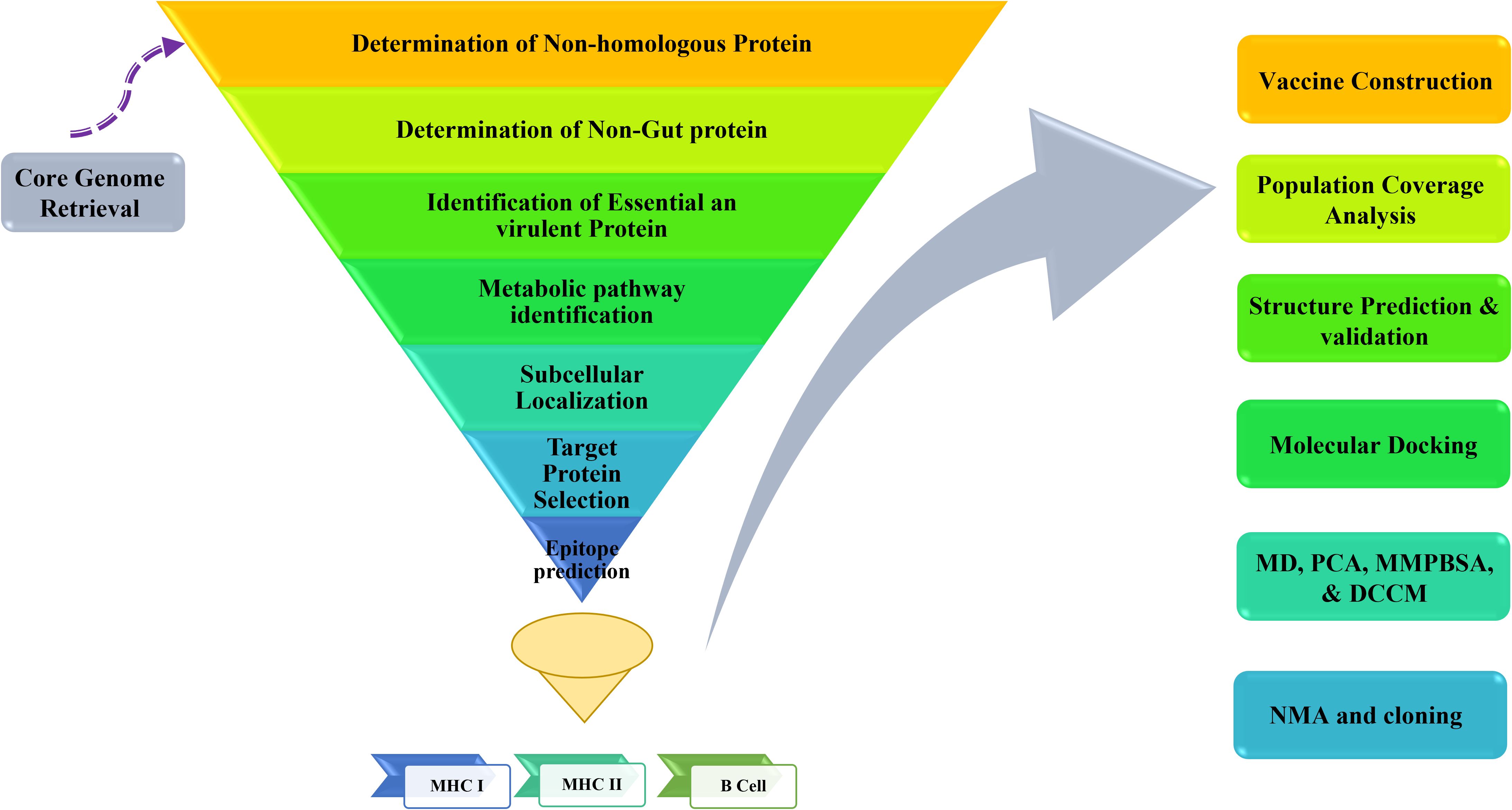 Flowchart illustrating a vaccine development process. It starts with “Core Genome Retrieval” leading to steps in a funnel: determination of non-homologous protein, non-gut protein, essential and virulent protein identification, metabolic pathway analysis, subcellular localization, target protein selection, and epitope prediction. Arrows point to processes such as vaccine construction, population coverage analysis, structure prediction and validation, molecular docking, and methods like MD, PCA, MMPBSA, DCCM, and NMA and cloning. The flowchart includes MHC I, MHC II, and B Cell labels at the bottom.