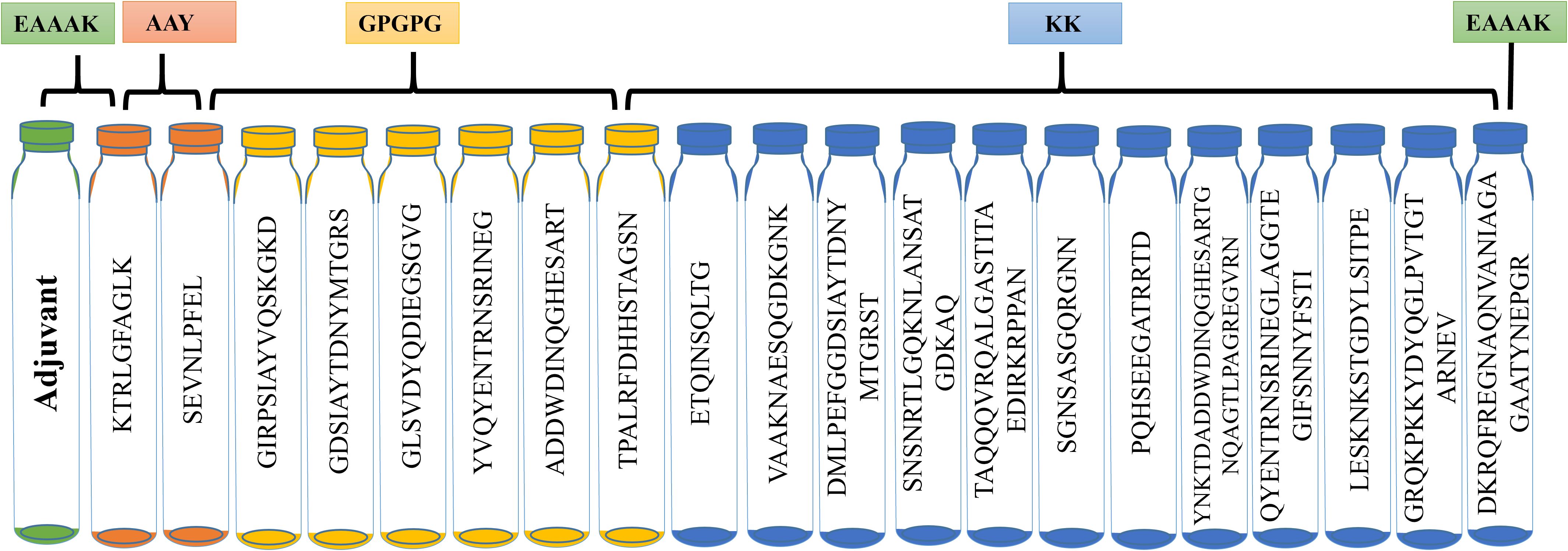 Diagram of a protein sequence structure showing a series of vertically arranged tubes labeled with different protein fragments: EAAAK, AAY, GPGPG, KK, and EAAAK. Each section contains different sequences of amino acids displayed vertically within the tubes. The arrangement illustrates the modular design of the protein structure.