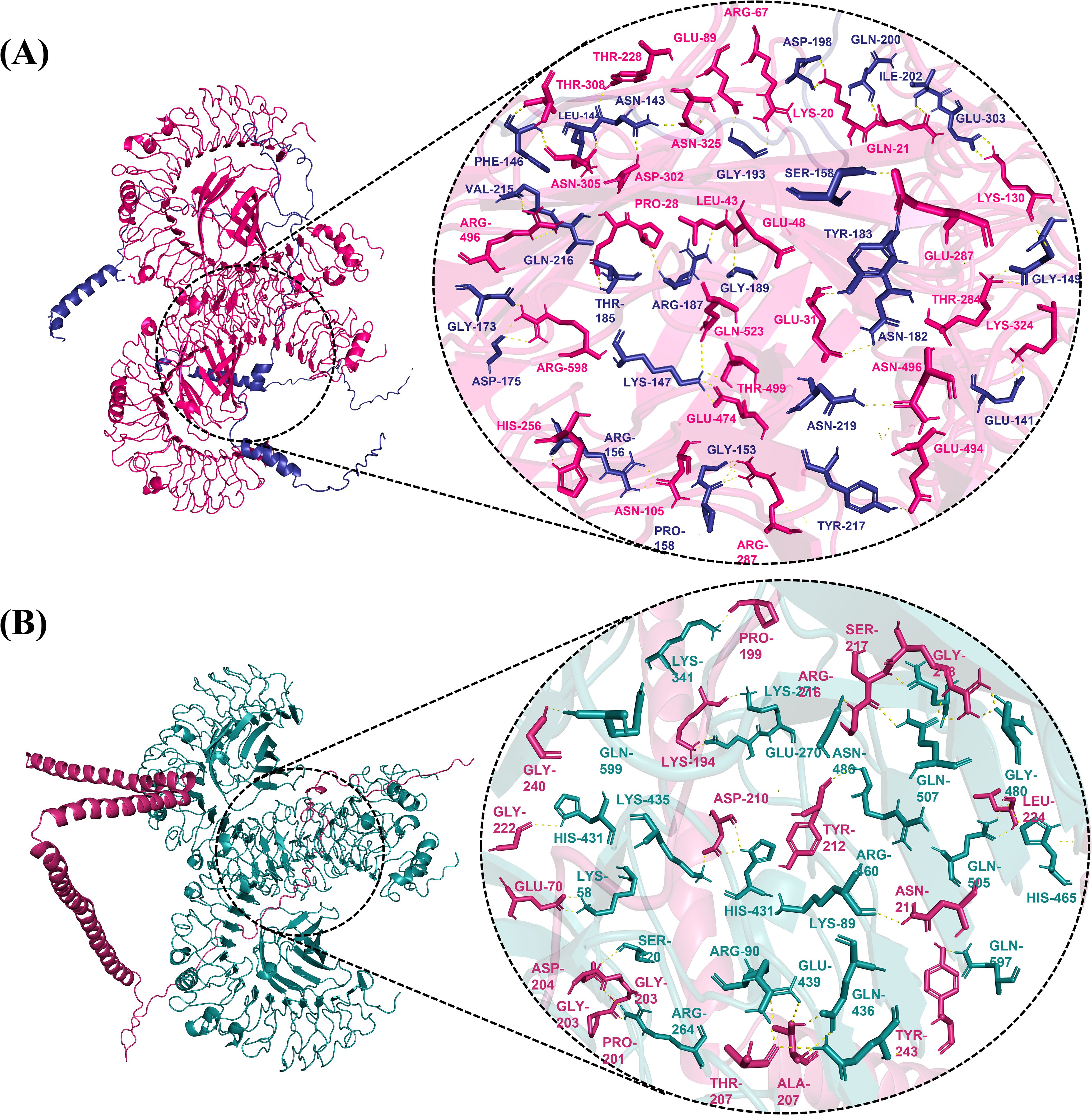 Molecular structures showing protein interactions. (A) displays a pink and blue protein complex with a zoom-in on amino acid interactions, labeled with names and numbers. (B) shows a green and pink protein complex with a similar zoom-in on amino acid interactions, also labeled. Dashed lines connect the main structures to the detailed views in circular insets.
