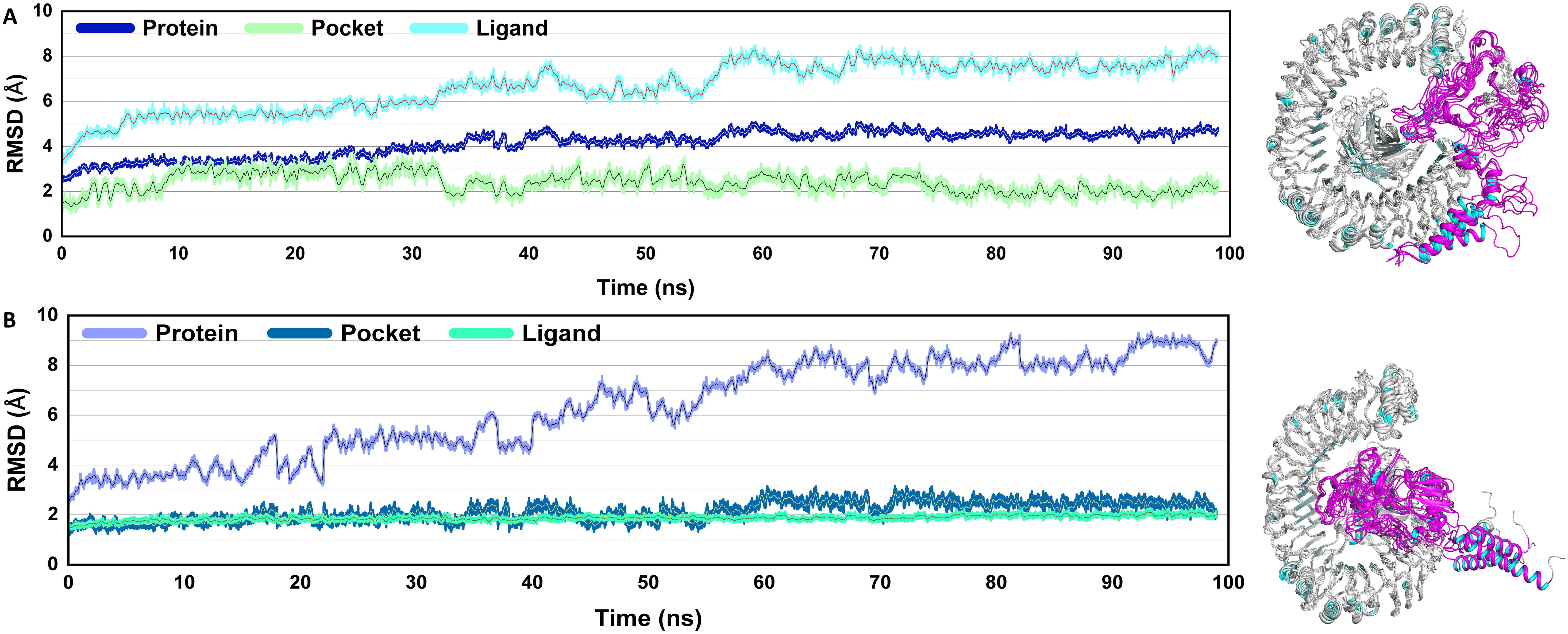 Two graphs display the radius of gyration (Rg) over time in nanoseconds (ns). Graph (A) shows Rg values between 33.2 to 34.6 angstroms with green shading, while Graph (B) shows Rg values between 31.6 to 33.6 angstroms in blue. Both graphs exhibit fluctuations over a 100 ns period.