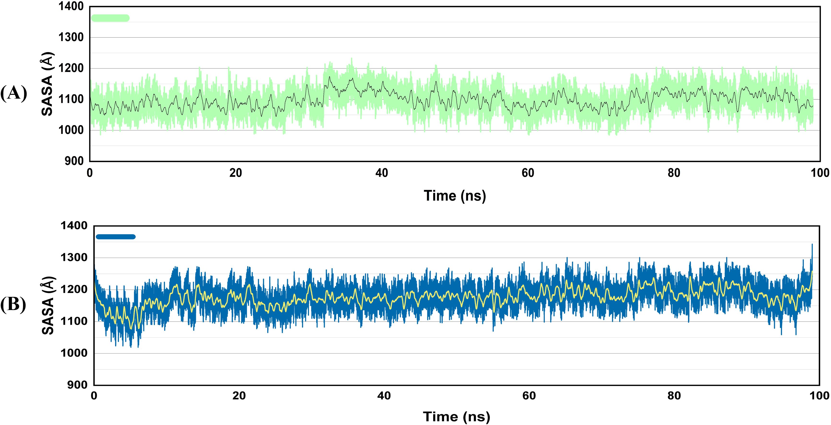 Two line graphs show solvent-accessible surface area (SASA) over time in nanoseconds for two datasets. Graph A uses green and shows fluctuations between approximately 1000 and 1300 Å. Graph B uses blue, fluctuating similarly but with slightly higher variation near the upper range. Both graphs cover 0 to 100 nanoseconds.