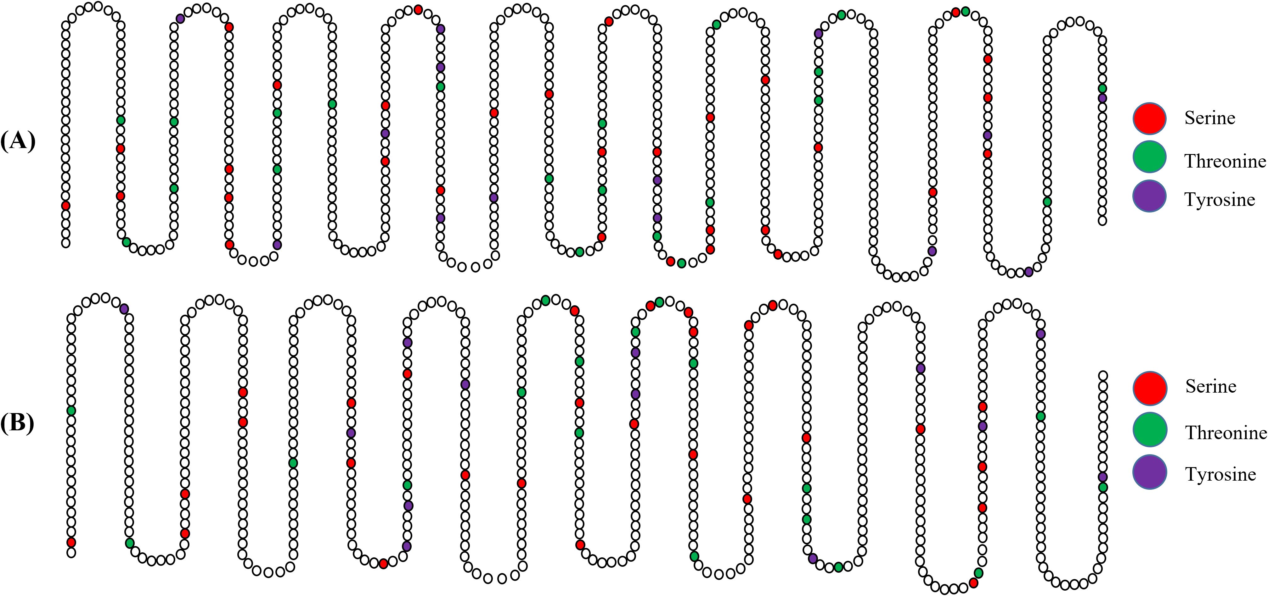 Diagram showing two panels, (A) and (B), illustrating sequences of circles. Colored circles represent amino acids: serine in red, threonine in green, and tyrosine in purple. Each sequence forms a zigzag pattern.
