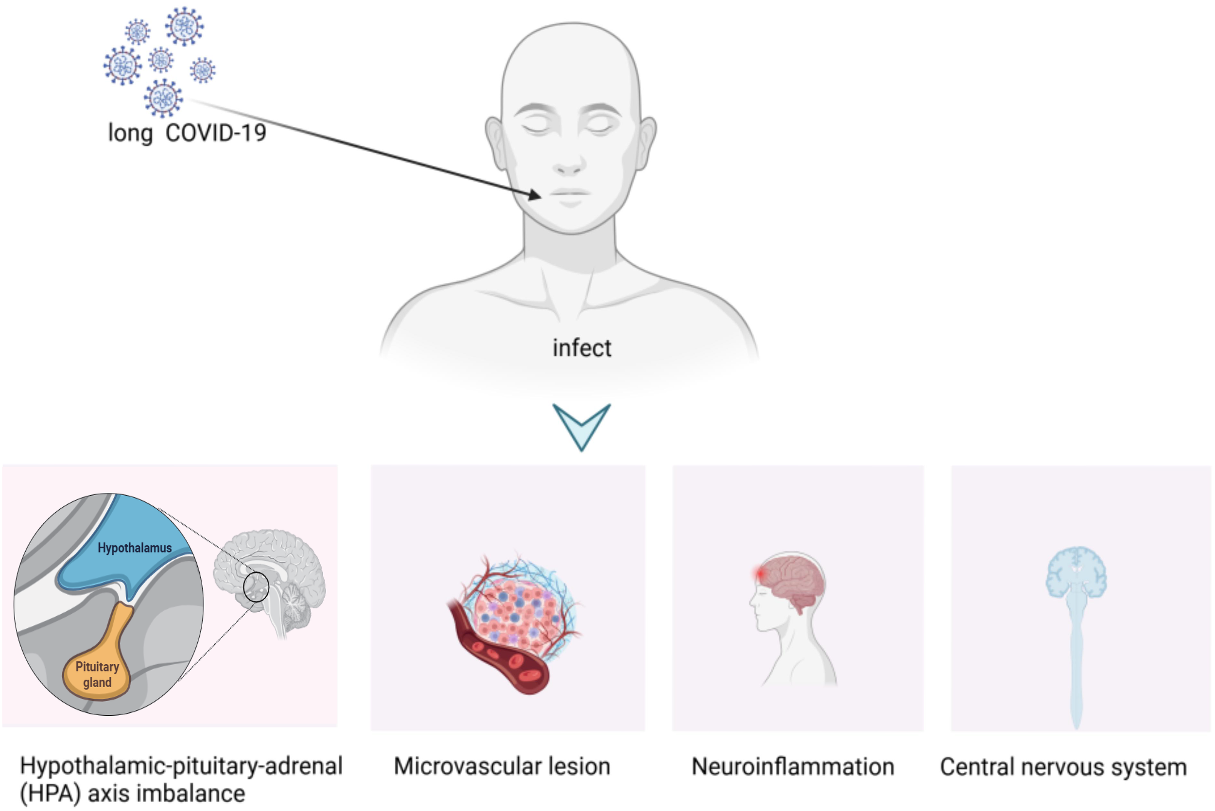 Diagram illustrating the impact of long COVID-19 on the body, showing infection leading to four conditions: hypothalamic-pituitary-adrenal axis imbalance, microvascular lesion, neuroinflammation, and effects on the central nervous system.