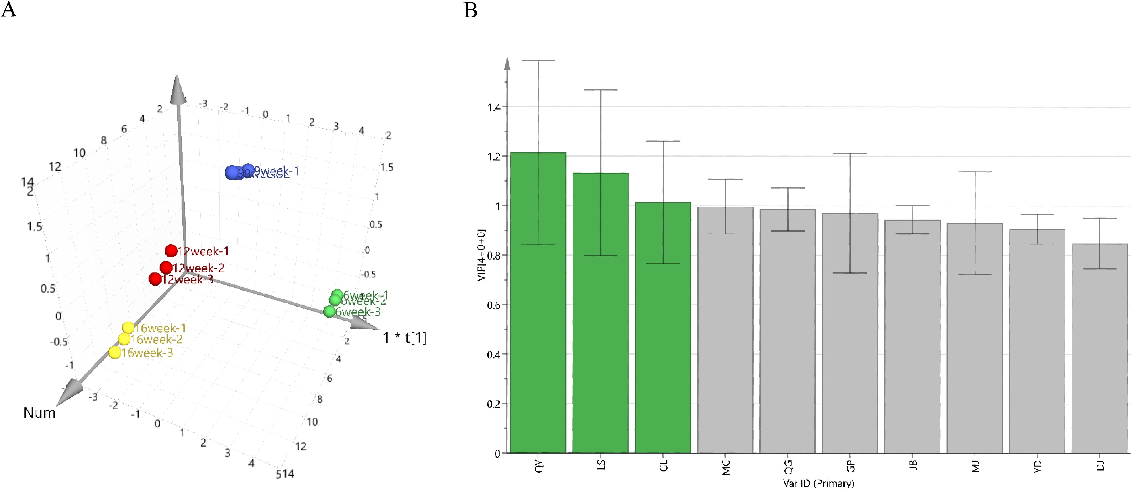 Panel A shows a 3D scatter plot with points labeled by weeks in different colors: red (12 weeks), yellow (16 weeks), blue (9 weeks), and green (6 weeks). Panel B is a bar chart with data represented in green and gray bars, labeled by variable ID with error bars indicating variability, with VIP values on the Y-axis.