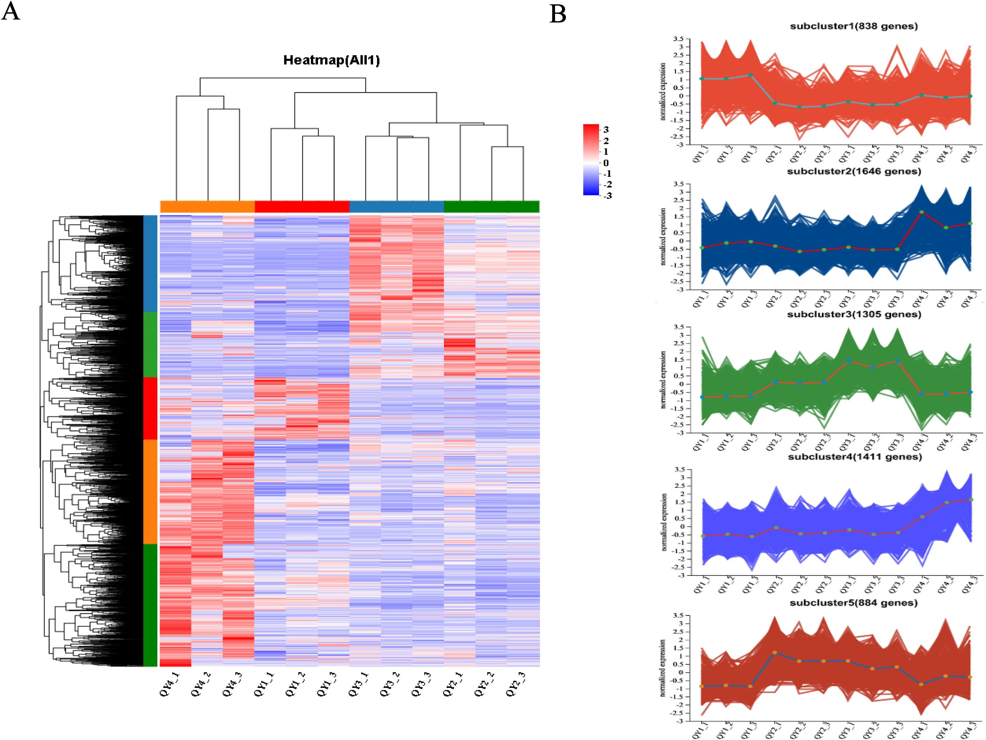 Panel A shows a heatmap with hierarchical clustering of gene expression levels, ranging from red (high) to blue (low). Panel B displays line graphs for five subclusters, each with a different number of genes (838, 1646, 1305, 1411, 884). The subclusters are color-coded in red, blue, and green, depicting normalized gene expression across various conditions labeled QV1 to QV7.
