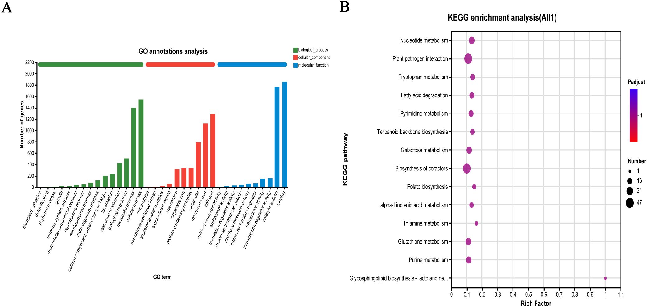 Panel A shows a bar chart for GO annotations analysis with categories: biological processes, cellular components, and molecular functions. Panel B is a bubble chart for KEGG enrichment analysis, depicting various metabolic pathways, with bubble sizes representing the number of occurrences and color gradients indicating adjusted P-values.