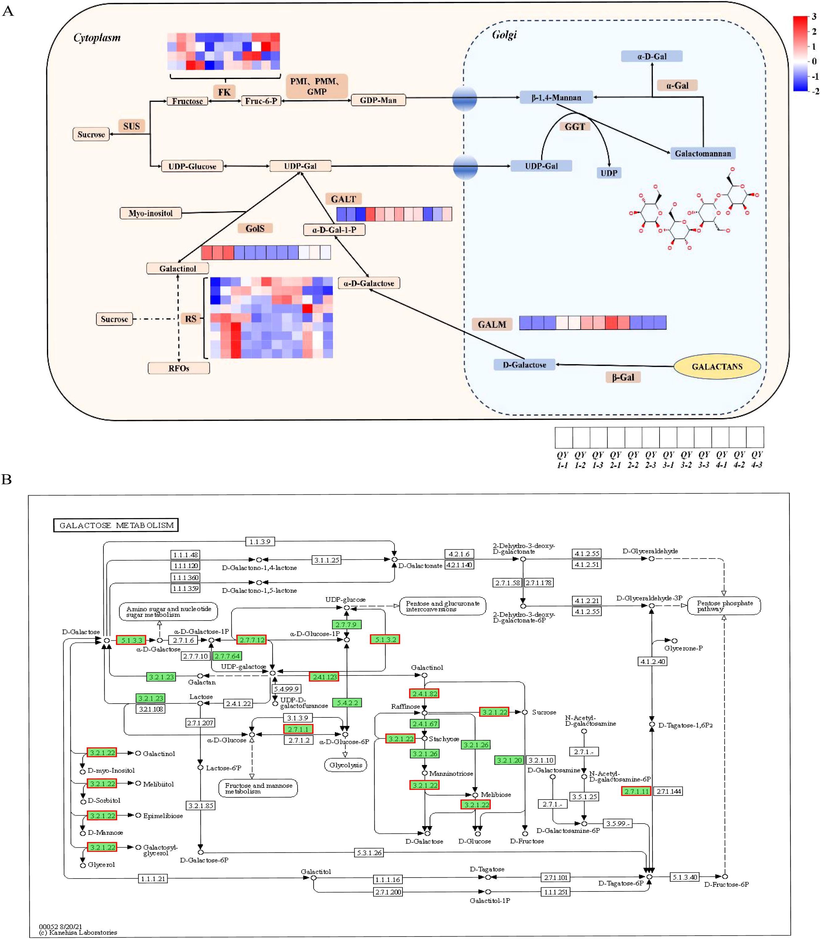 Diagram A illustrates sucrose and RFO metabolism in the cytoplasm and Golgi, with heat maps indicating gene expression levels for enzymes like SUS, GALT, and GALM. Diagram B details galactose metabolism pathways, showing interactions between sugars and enzymes, with pathways marked by EC numbers and color-coded metabolic activities.