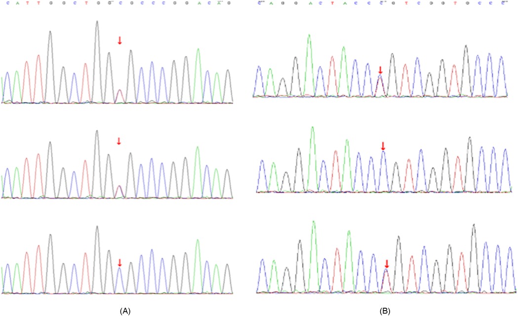 Electropherograms showing DNA sequence peaks with arrows indicating specific points of interest. Panel (A) and panel (B) display differing sequences, highlighting variations. Colors represent nucleotide bases: green for adenine, blue for cytosine, black for guanine, and red for thymine.
