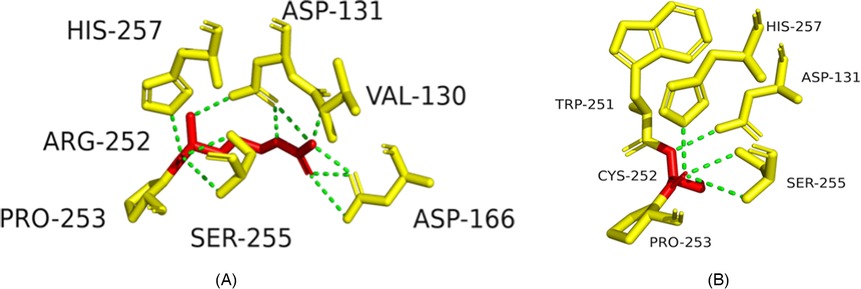 Two diagrams of molecular structures labeled (A) and (B) show yellow carbon atom chains with red connections and green dashed lines indicating interactions. Key residues labeled include HIS-257, ASP-131, and SER-255. Panel (A) also highlights ARG-252, PRO-253, and ASP-166, while panel (B) features TRP-251, CYS-252, and PRO-253.