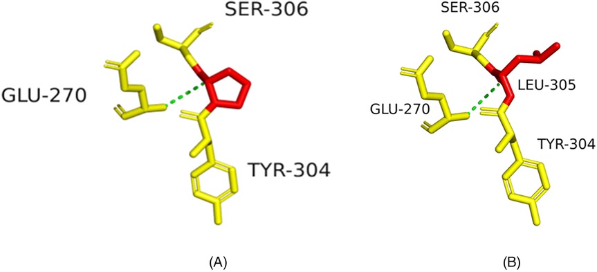 Two molecular diagrams labeled A and B show interactions between amino acids. In both diagrams, GLU-270, TYR-304, and SER-306 (A) or LEU-305 (B) are highlighted. Green dotted lines indicate interactions among the amino acids, with yellow and red color coding for structural elements.