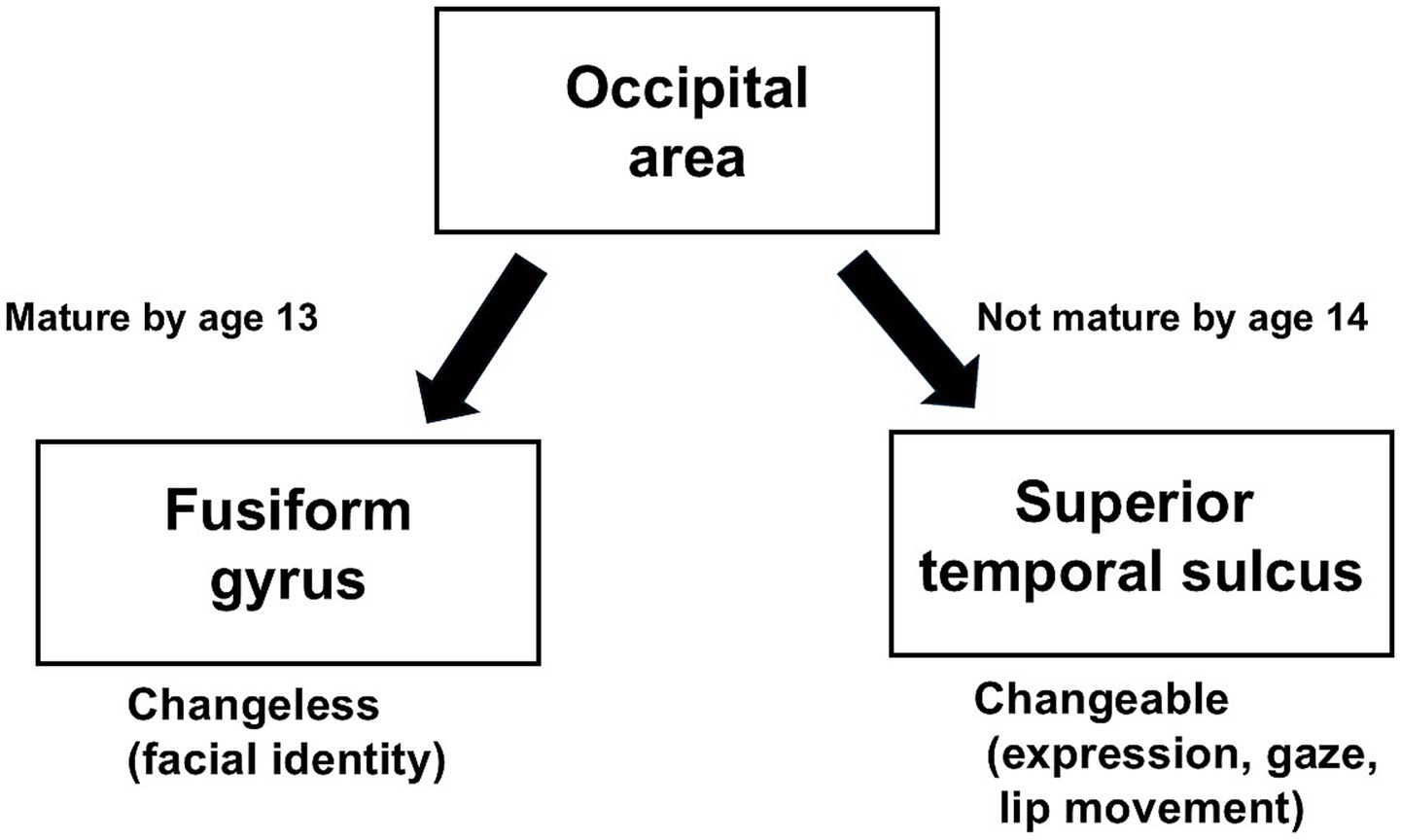 Diagram illustrating the maturation of brain areas related to facial processing. The occipital area branches into the fusiform gyrus and superior temporal sulcus. The pathway, which involves the fusiform gyrus, matures by age thirteen and is associated with changeless facial identity. The pathway, which involves the superior temporal sulcus, not mature by age fourteen, is associated with changeable aspects like expression, gaze, and lip movement.