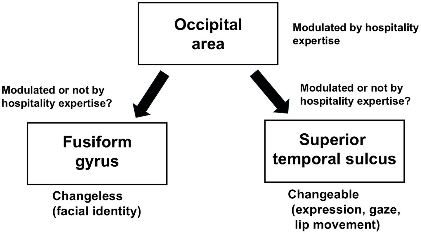 Flowchart depicting the relationship between brain areas and hospitality expertise. The pathway leading to the fusiform gyrus and the pathway leading to the superior temporal sulcus, labeled “Modulated or not by hospitality expertise?”, both receive input from the occipital area, which is labeled “Modulated by hospitality expertise.” The pathway to the fusiform gyrus is associated with “Changeless (facial identity),” while the pathway to the superior temporal sulcus is associated with “Changeable (expression, gaze, lip movement).