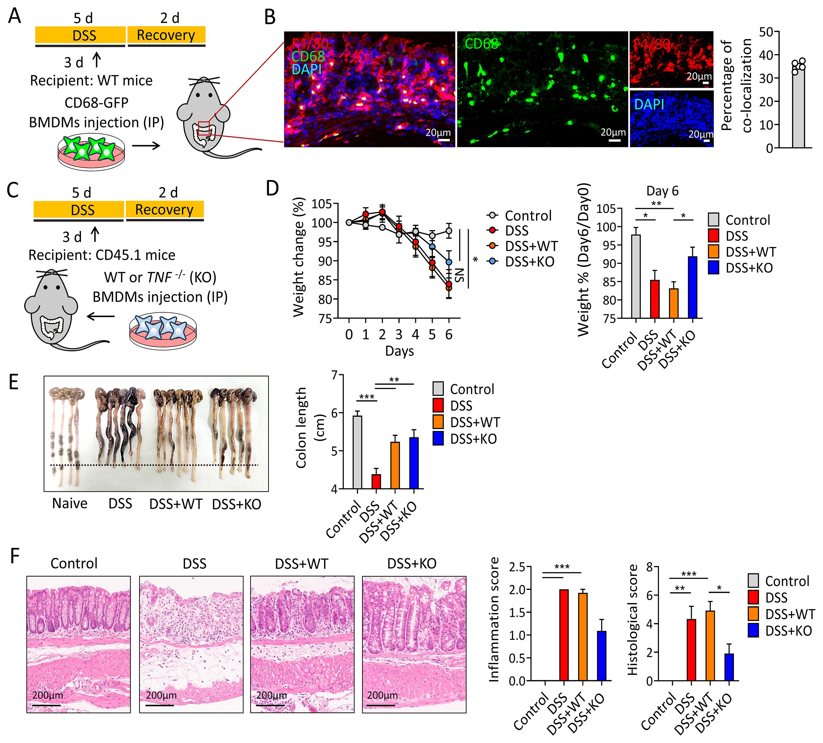 Diagrams and data visualizations illustrating an experiment with mice. Panel A and C show experimental setup diagrams, involving CD68-GFP and BMDMs injections in wild-type and knockout mice. Panel B presents fluorescent microscopy images of tissue labeled with CD68 and DAPI. Panel D contains graphs depicting weight change percentages over time for different groups: Control, DSS, DSS plus WT, and DSS plus KO. Panel E shows a photo of mouse colons with a bar graph indicating colon length. Panel F presents histological images and bar graphs showing inflammation and histological scores across groups. Asterisks denote statistical significance.