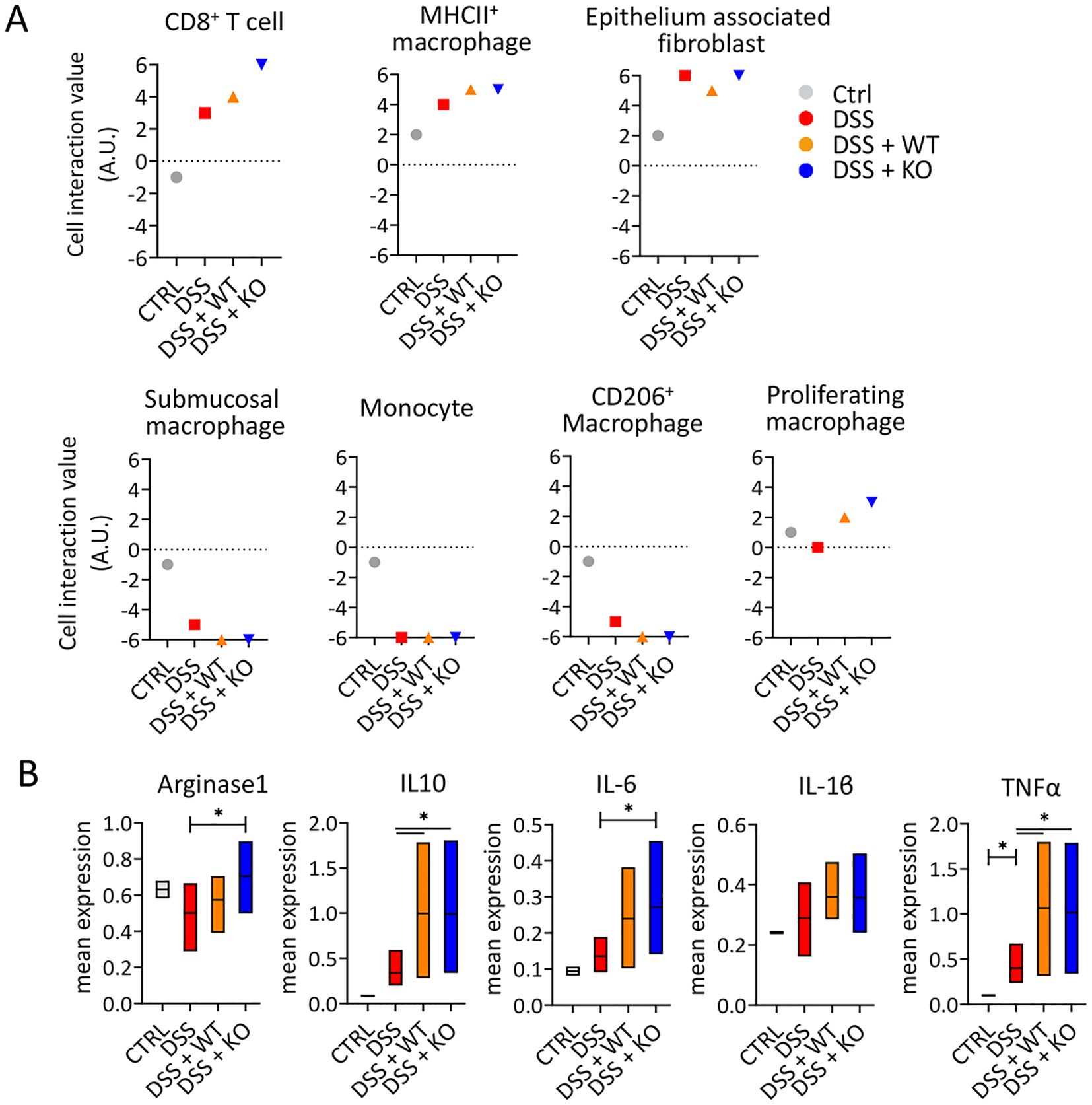 Graphical data comparing cell interaction values and mean expression levels under different conditions. A) Series of line charts showing cell interaction values for different cell types: CD8+ T cell, MHCII+ macrophage, epithelium-associated fibroblast, submucosal macrophage, monocyte, CD206+ macrophage, and proliferating macrophage. Conditions include Ctrl, DSS, DSS + WT, and DSS + KO. B) Bar charts displaying mean expression levels of Arginase1, IL10, IL-6, IL-1ß, and TNFα, with some statistical significance indicated. Each chart compares the same conditions.
