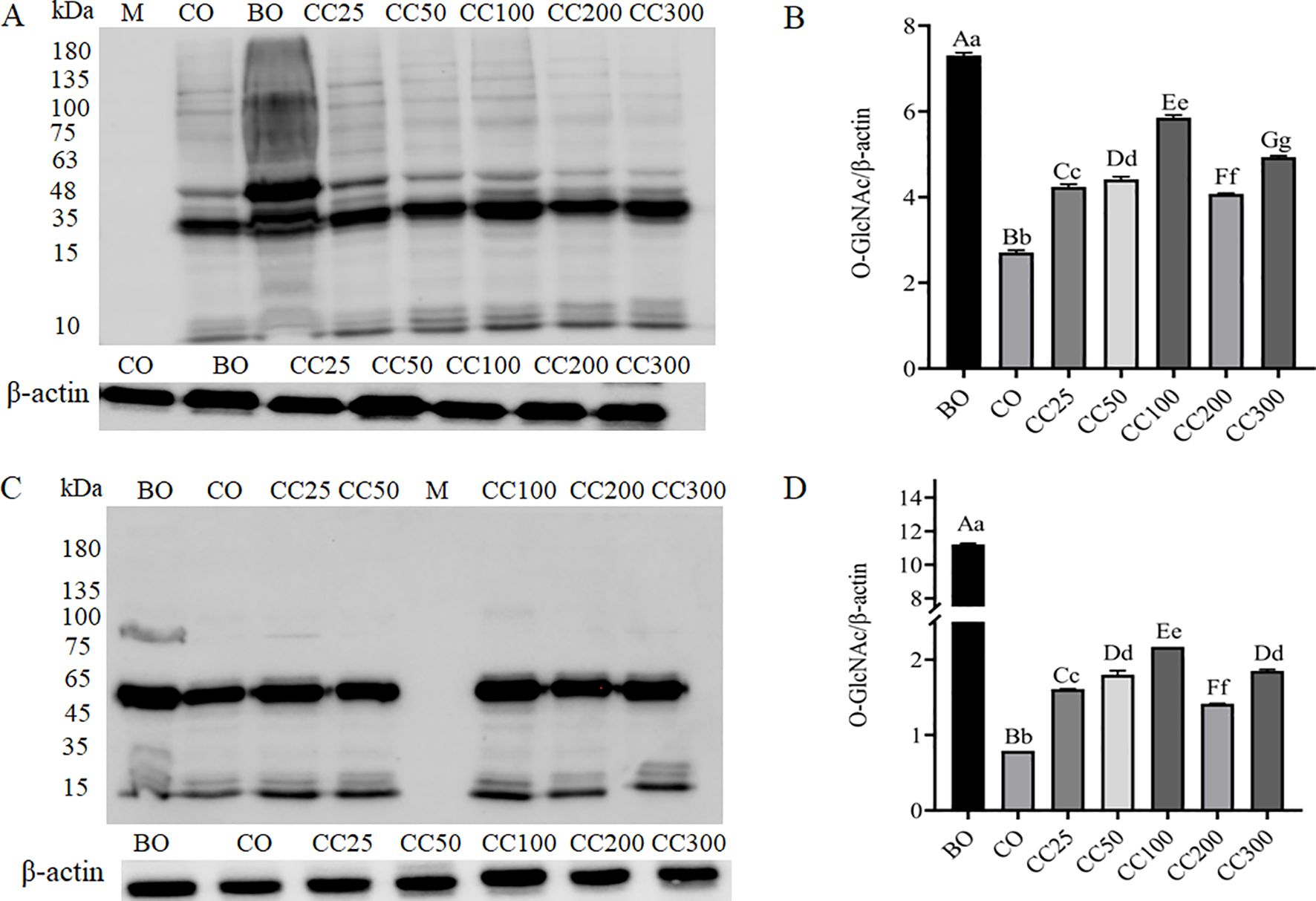 Western blot analysis and bar graphs show O-GlcNAc expression levels. Panel A displays protein bands of samples labeled M, CO, BO, and various CC concentrations, with β-actin as a control. Panel B presents a bar graph of O-GlcNAc/β-actin ratios for these samples. Panel C is another Western blot with a similar layout. Panel D is a bar graph of O-GlcNAc/β-actin ratios, corresponding to Panel C.