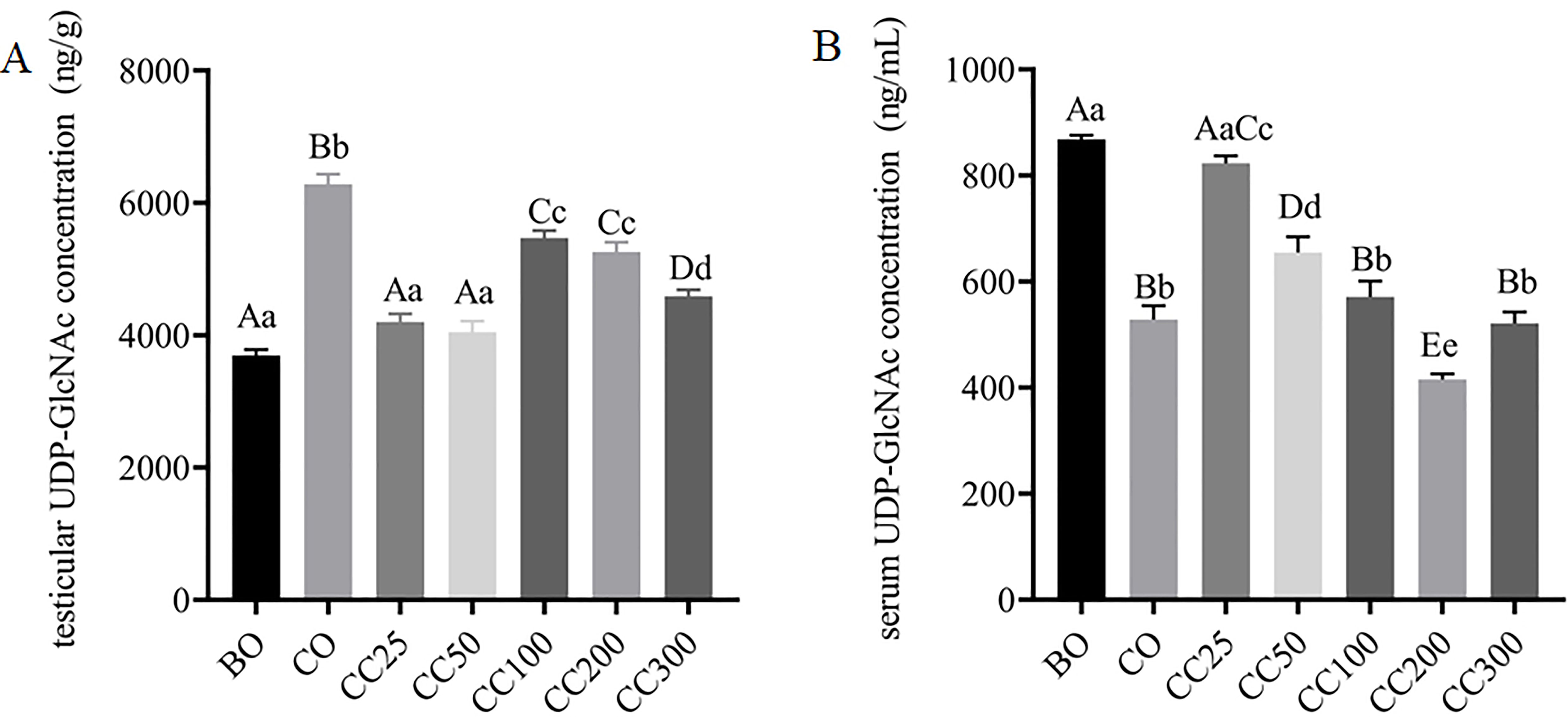 Two bar graphs labeled A and B show UDP-GlcNAc concentrations in testicular and serum samples, respectively. Graph A presents testicular concentrations in nanograms per gram, with CO showing the highest level. Graph B illustrates serum concentrations in nanograms per milliliter, with BO having the highest level. Various concentrations labeled BO, CO, CC25, CC50, CC100, CC200, CC300 are compared, with different lowercase letters indicating statistical differences.