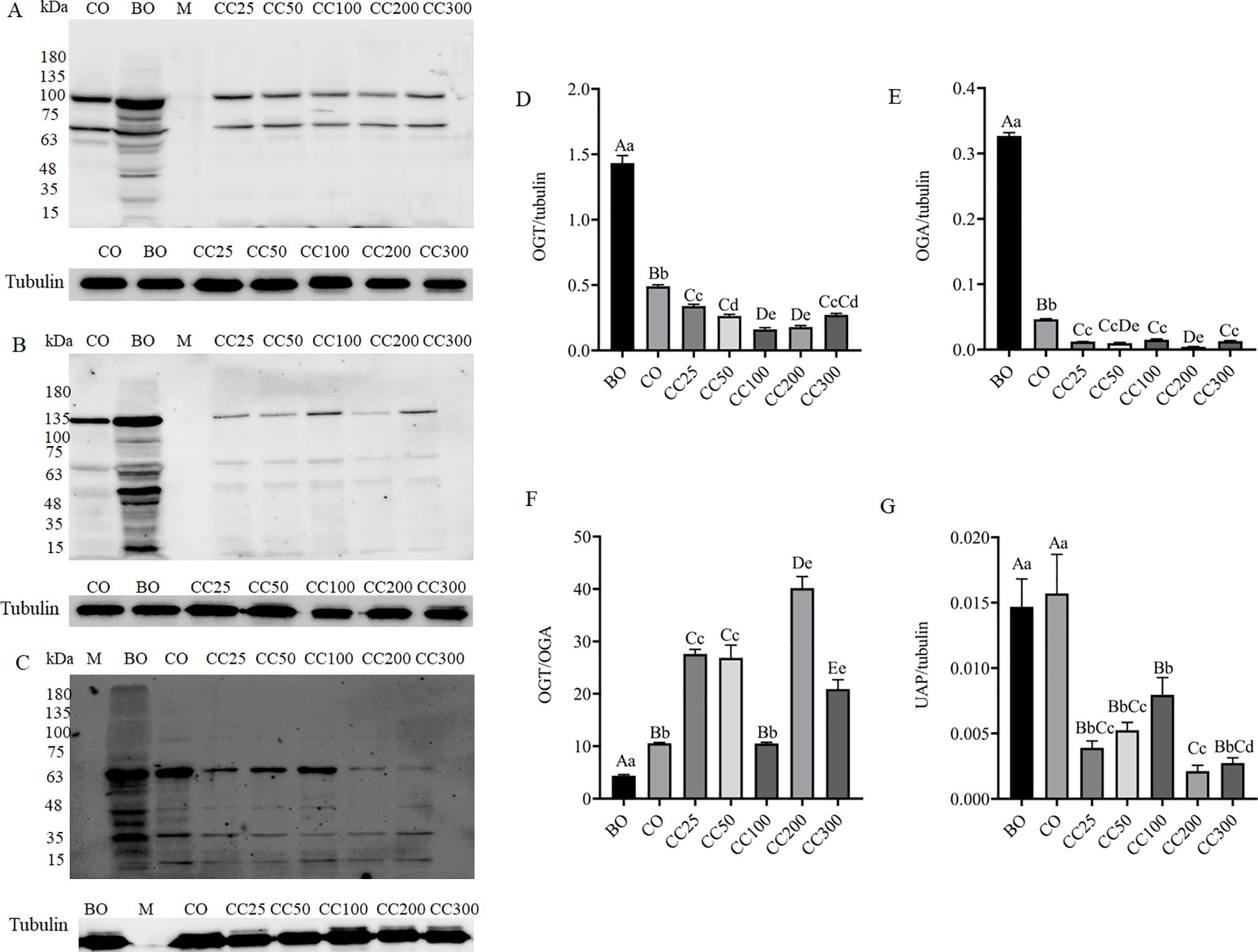 Western blot images and bar graphs displaying protein expression and quantification. Panels A, B, and C show blots for different protein samples labeled CO, BO, M, and various CC concentrations with tubulin as a loading control. Panels D, E, F, and G present bar graphs of protein ratios (OGT/tubulin, OGA/tubulin, OGT/OGA, UAP/tubulin) with varying significance levels indicated by different letters above the bars, comparing treatments.