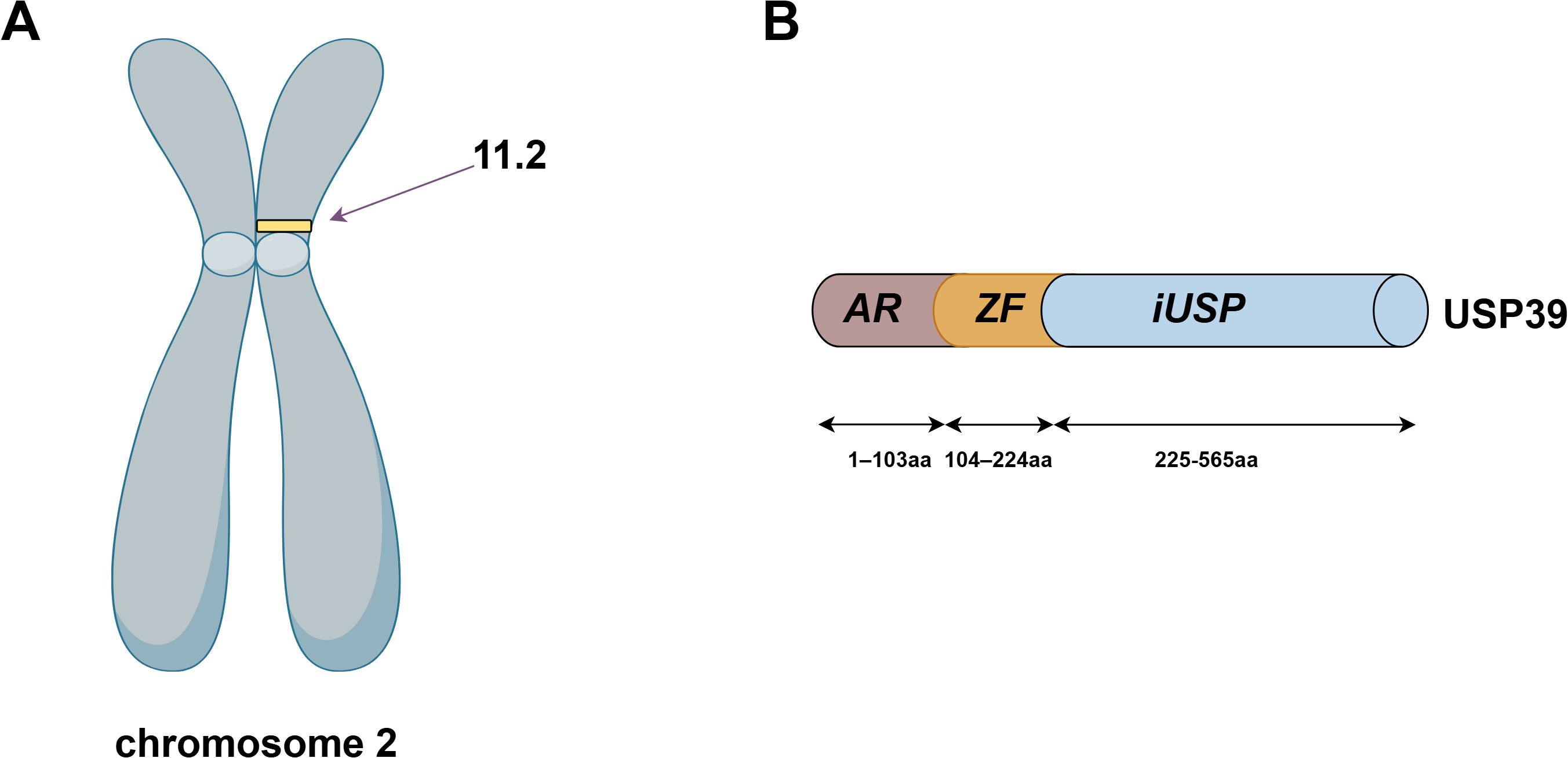 Diagram with two parts. A: Illustration of chromosome 2 with a highlighted region labeled 11.2. B: A schematic of the USP39 protein, showing domains AR, ZF, and iUSP, with respective amino acid ranges 1-103, 104-224, and 225-565.