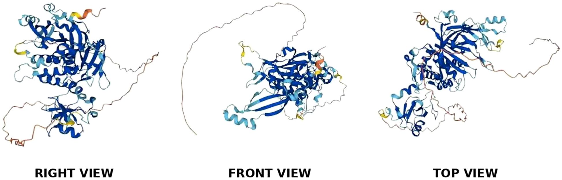 Three views of a complex protein structure are shown: right, front, and top. They display intricate blue and yellow ribbon-like helices interwoven with strands, emphasizing the three-dimensional nature of the molecule.