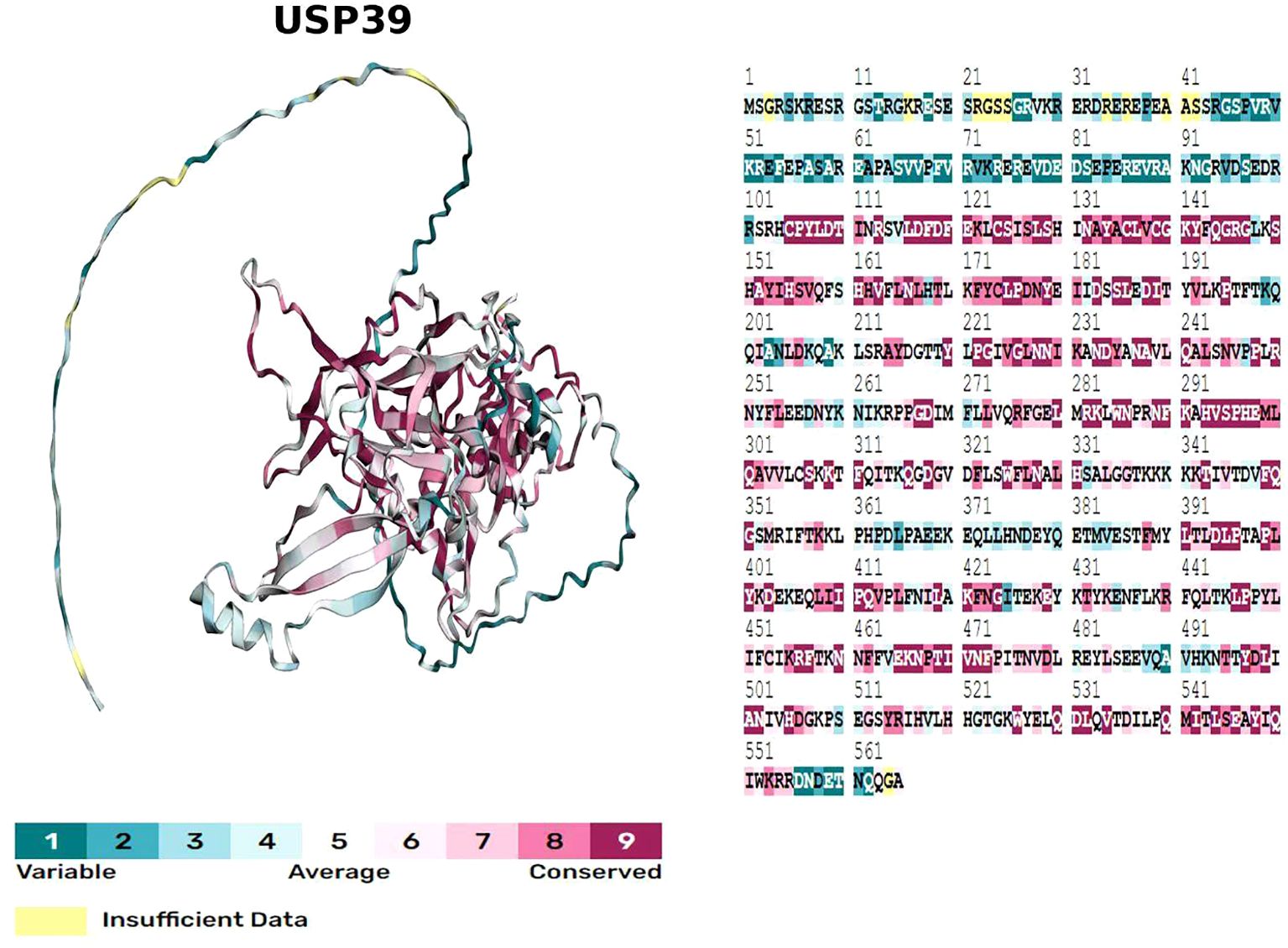 Protein visualization for USP39. On the left, a ribbon diagram highlights structural regions with varying conservation levels, from variable to conserved, using a color gradient from blue to pink. On the right, an amino acid sequence alignment is shown, with areas of conservation highlighted in pink. A legend below indicates color-coding for variability and insufficient data in yellow.
