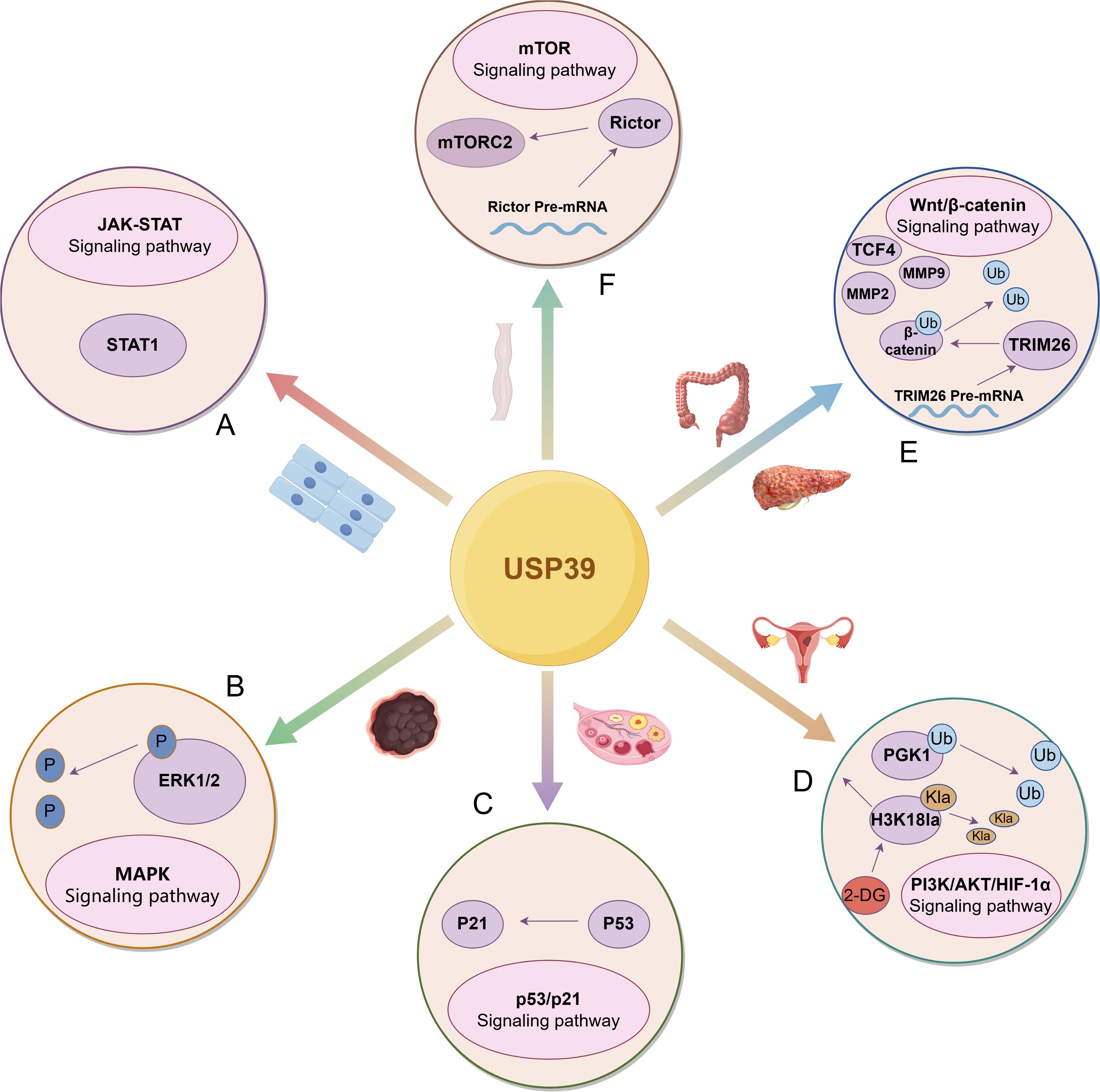 Diagram illustrating the role of USP39 in various signaling pathways, including JAK-STAT (A), MAPK (B), p53/p21 (C), PI3K/AKT/HIF-1α (D), Wnt/β-catenin (E), and mTOR (F). Each pathway is connected to USP39 at the center, with related molecular components and cellular contexts depicted.