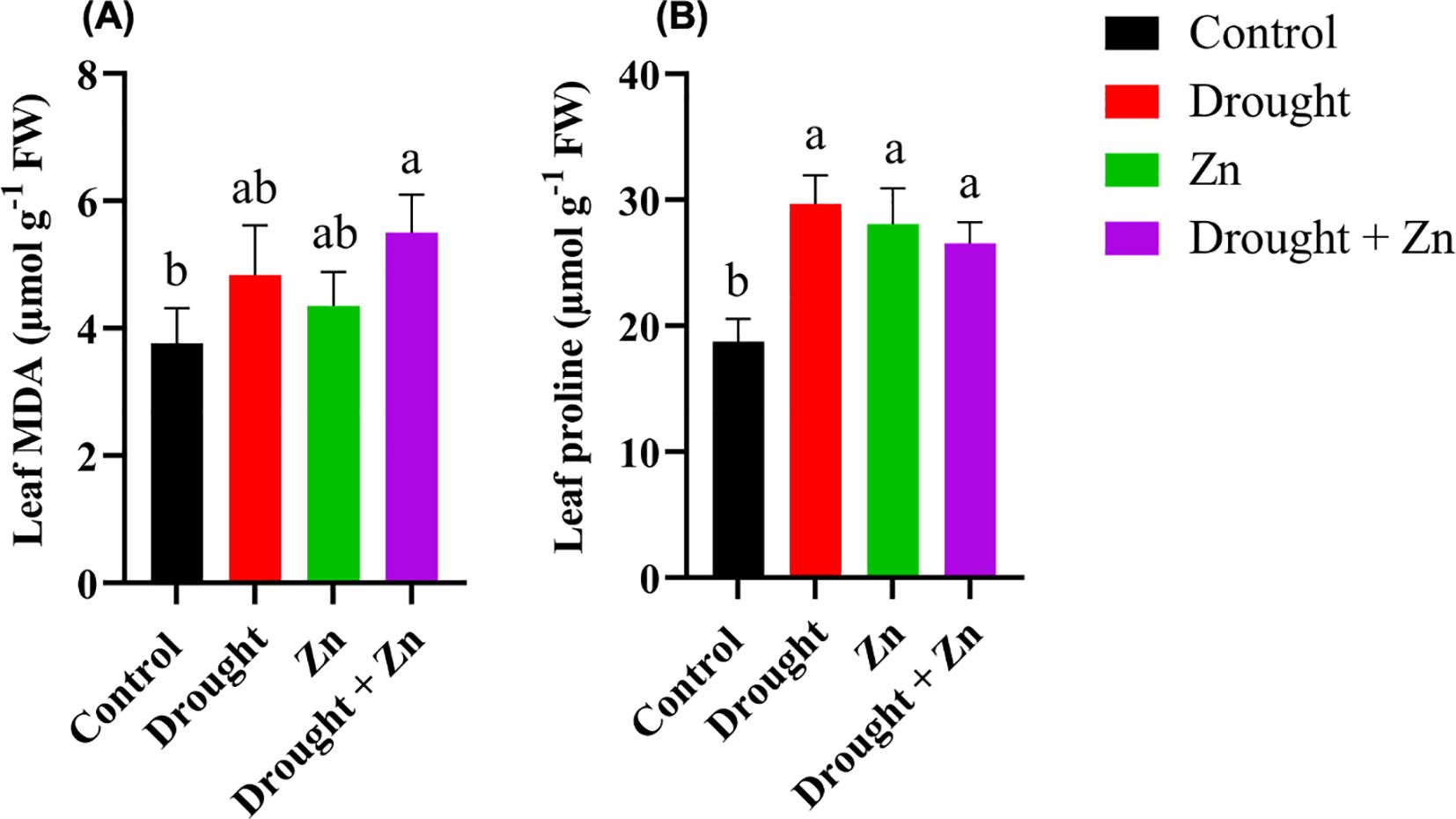 Bar graphs comparing leaf MDA and leaf proline levels under various treatments. Graph (A) shows leaf MDA levels, with the control group having the lowest levels, marked “b.” Drought, Zn, and Drought + Zn groups have higher levels, marked “ab” and “a.” Graph (B) shows leaf proline levels, with the control group having the lowest levels, marked “b.” Drought, Zn, and Drought + Zn groups have similar higher levels, marked “a.” The legend identifies the color coding: black for Control, red for Drought, green for Zn, and purple for Drought + Zn.