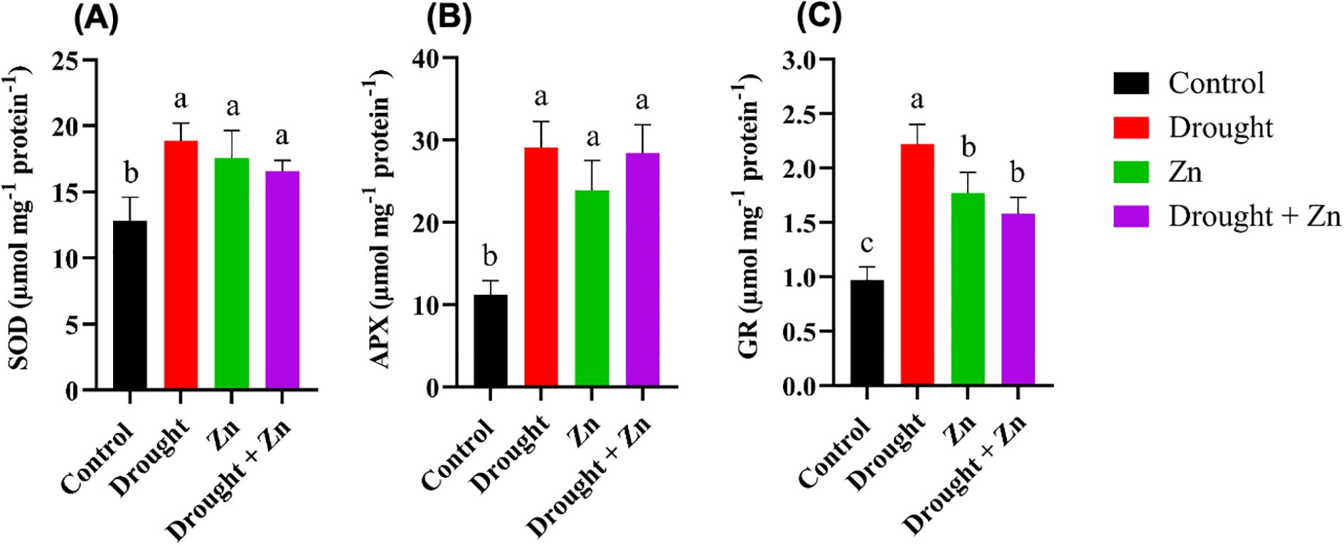 Bar charts labeled A, B, and C compare the effects of different treatments (Control, Drought, Zn, Drought + Zn) on enzyme activities: SOD, APX, and GR. Each treatment is color-coded: black for Control, red for Drought, green for Zn, and purple for Drought + Zn. The enzyme activities are measured in micromoles per milligram of protein, with letters above bars indicating statistical significance differences.