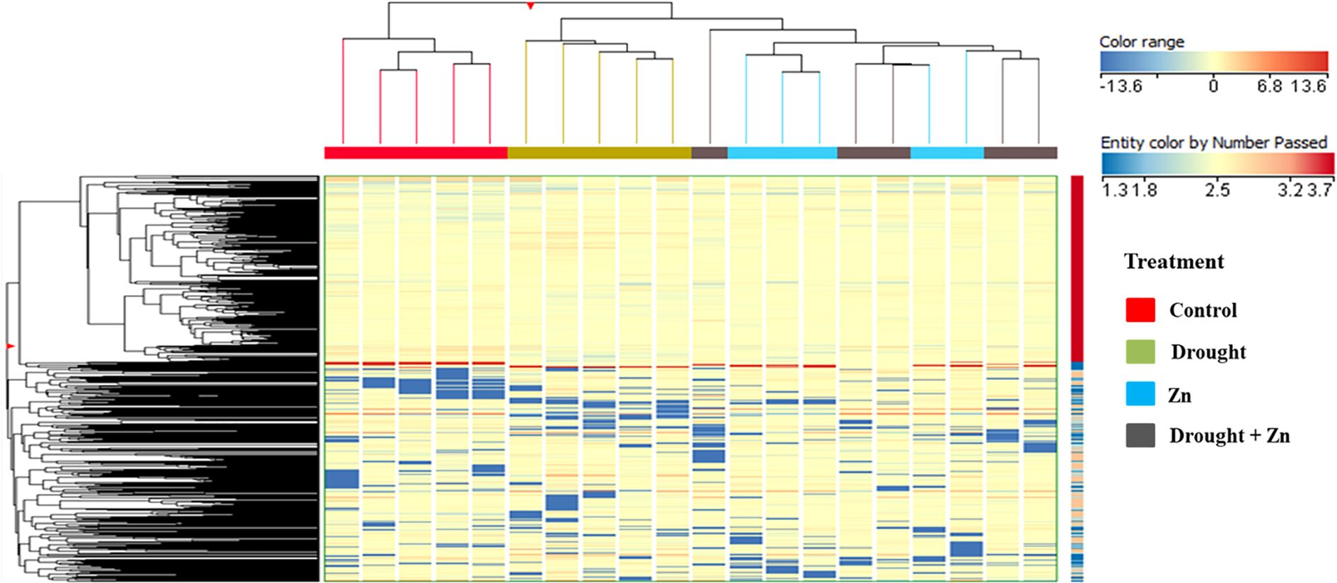 Hierarchical clustering heatmap showing gene expression levels under different treatments: Control (red), Drought (green), Zinc (blue), and Drought plus Zinc (gray). The color range indicates expression levels, from blue (low) to red (high). Dendrograms illustrate gene and sample relationships.