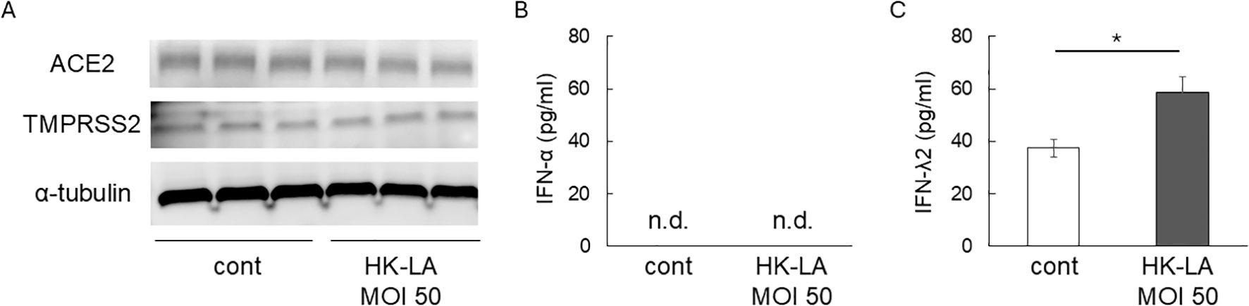 Panel A shows Western blot analysis for ACE2, TMPRSS2, and α-tubulin, comparing control with HK-LA MOI 50. Panel B displays a bar graph indicating non-detectable levels of IFN-α in both conditions. Panel C presents a bar graph showing increased IFN-λ2 levels in HK-LA MOI 50 compared to control, with statistical significance marked by an asterisk.