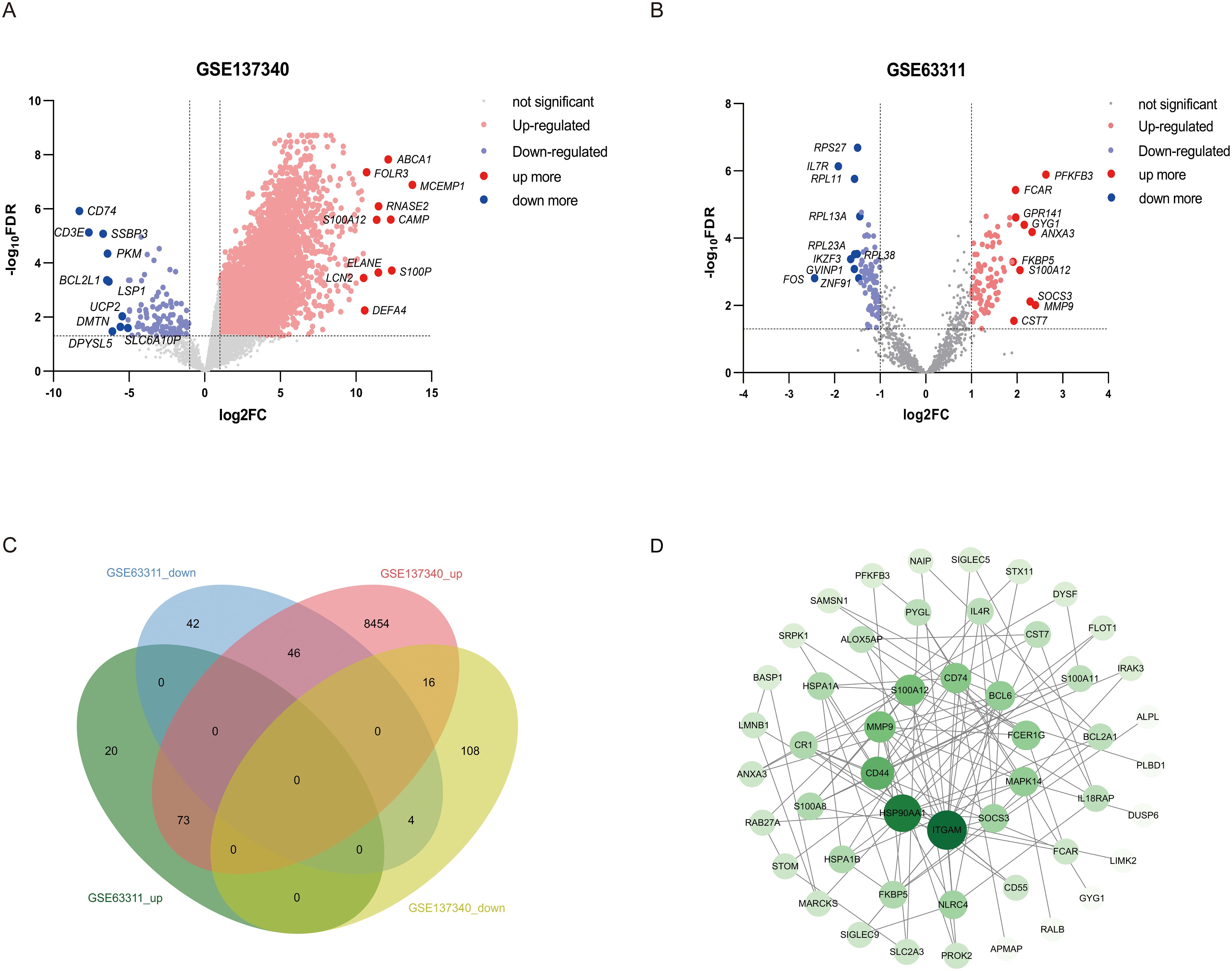 A composite image consisting of four panels labeled A to D. Panel A shows a volcano plot for dataset GSE137340, highlighting up-regulated genes in red and down-regulated genes in blue. Panel B displays a similar volcano plot for dataset GSE63311. Panel C presents a Venn diagram illustrating the overlap of gene expression changes between the datasets. Panel D depicts a gene interaction network with nodes representing genes and lines as interactions, with some nodes highlighted in darker green to indicate significance.