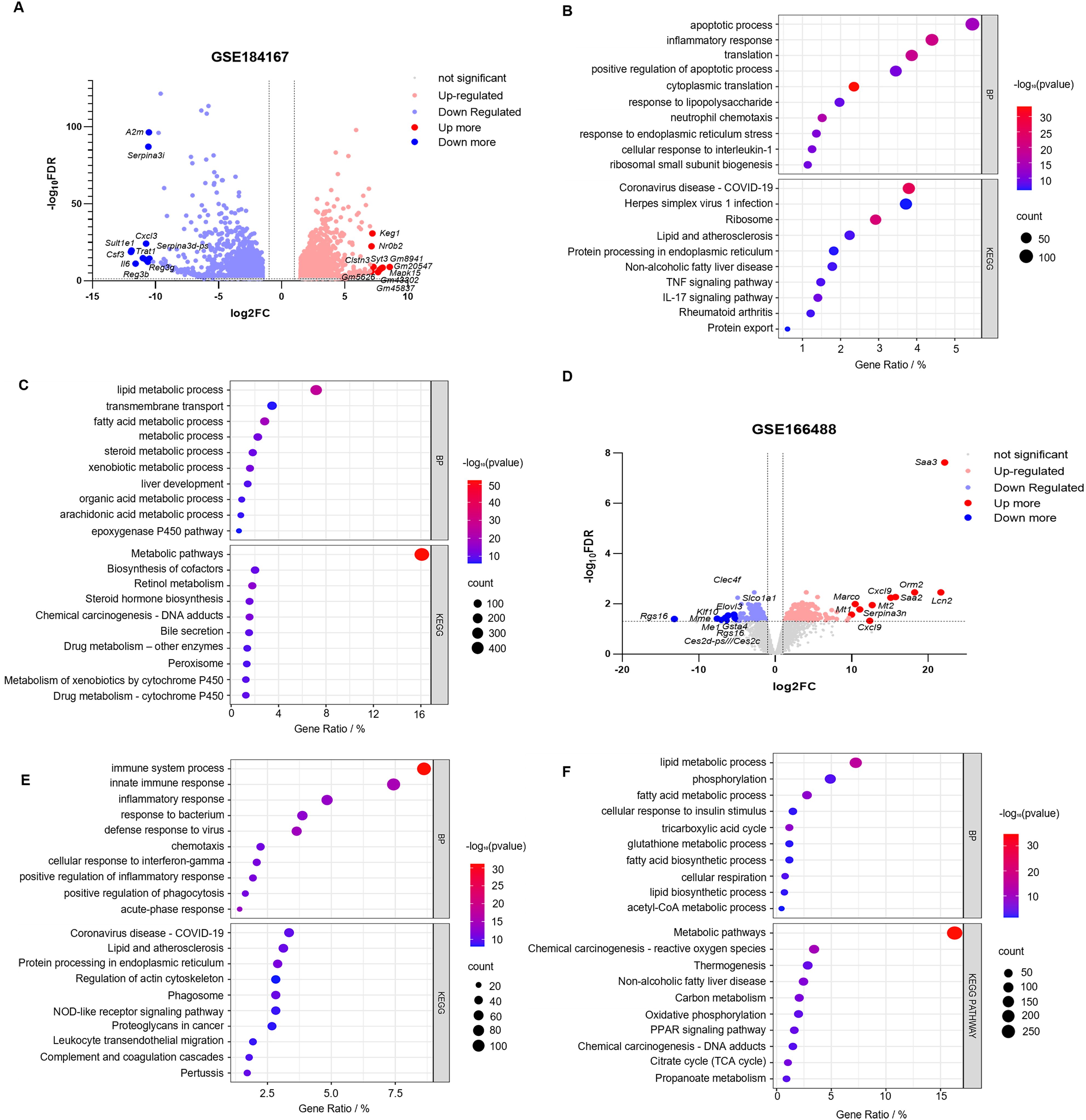 A series of charts related to gene expression analysis. Panel A and D show volcano plots with genes categorized as up-regulated, down-regulated, or not significant, highlighting specific genes. Panels B, C, E, and F feature dot plots representing gene set enrichment analysis. Dot colors indicate -log(p-value), and size represents gene count. Each panel is labeled with experimental identifiers: GSE184167 and GSE166488. The charts compare diverse biological processes, pathways, and responses with data visualizations showing gene ratio percentages and statistical significance.