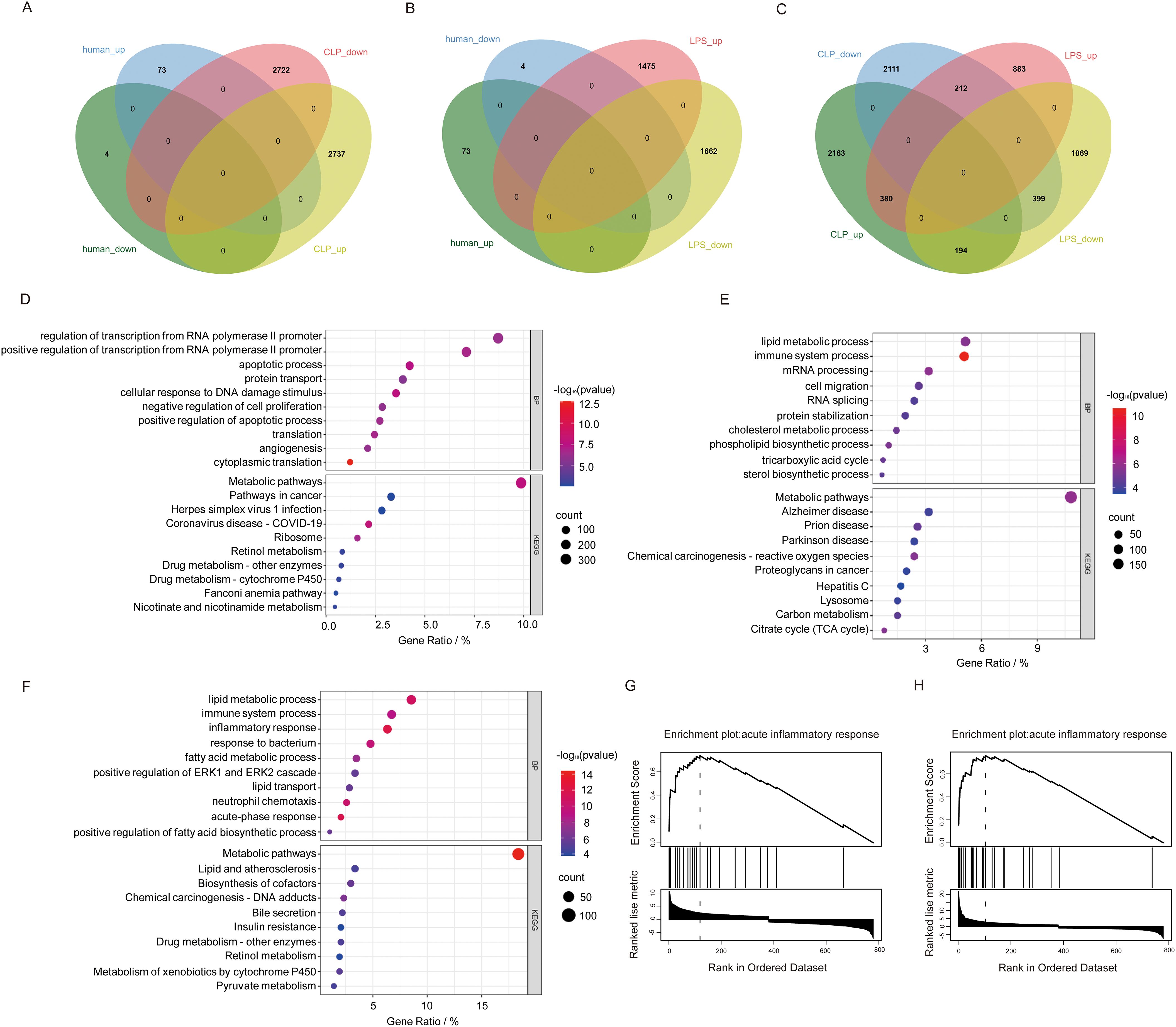 Panel A, B, and C display Venn diagrams comparing gene expression datasets with overlapping sections highlighted. Panel D, E, and F contain dot plots showing gene ratios related to various biological processes, with color gradients representing statistical significance and dot sizes indicating gene count. Panels G and H present enrichment plots for the acute inflammatory response, depicting enrichment scores across ranked datasets.