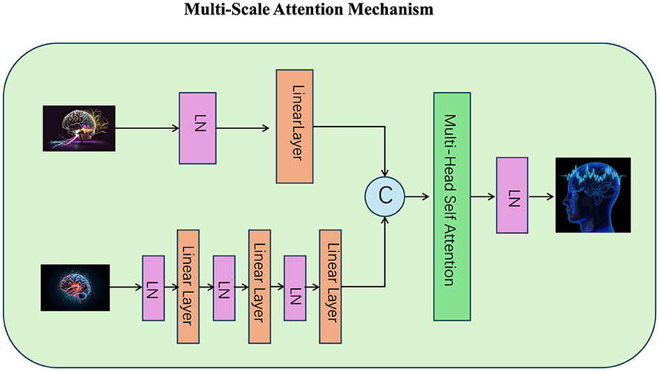 Flowchart depicting a multi-scale attention mechanism. Two images of brain networks enter through separate paths with “LN” and “Linear Layer” blocks. Outputs converge at “C,” followed by “Multi-Head Self Attention” and another “LN,” leading to an image of a brain with blue highlights. Arrows indicate the data flow direction.