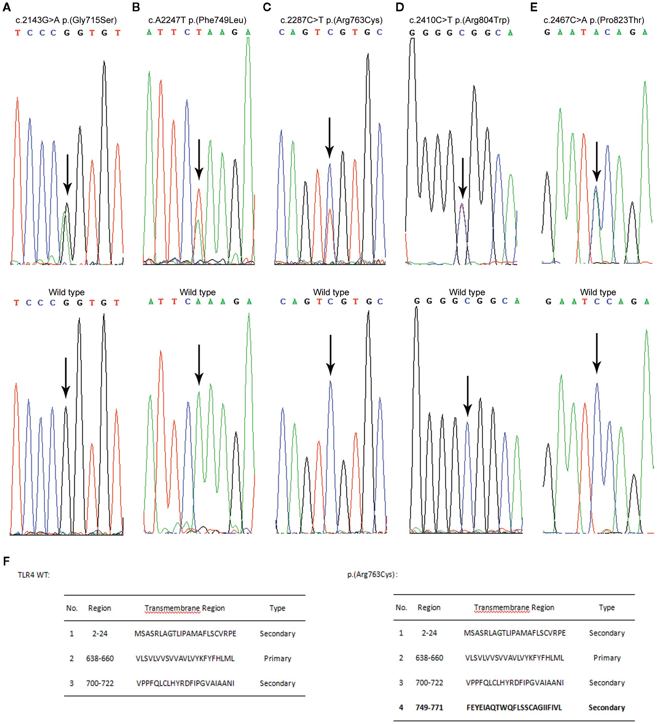 DNA sequencing graphs show mutations in five panels labeled A to E. Each panel displays peaks for nucleotide positions, with arrows indicating specific mutations: A (Gly715Ser), B (Phe749Leu), C (Arg763Cys), D (Arg804Trp), and E (Pro823Thr). Below each graph, wild-type sequences are shown for comparison. Panel F lists transmembrane regions and types for TLR4 wild type and p.(Arg763Cys), highlighting changes in the protein sequence positions.